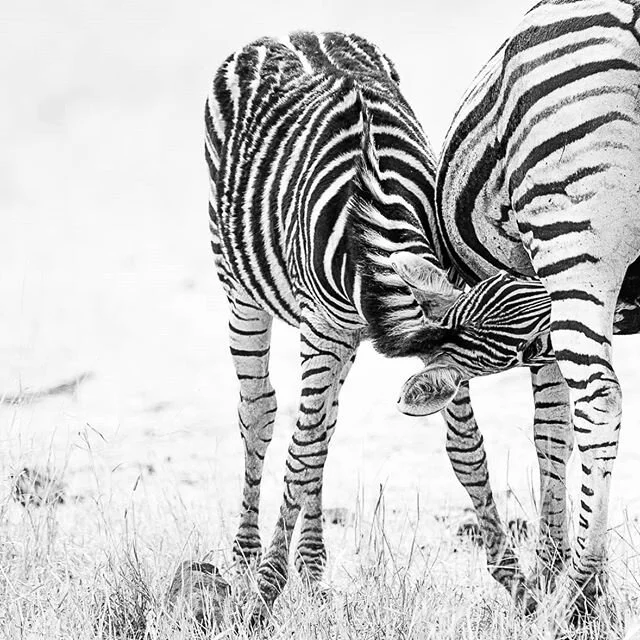 Baby? Zebra almost as big as mum
#zebra
#kruger