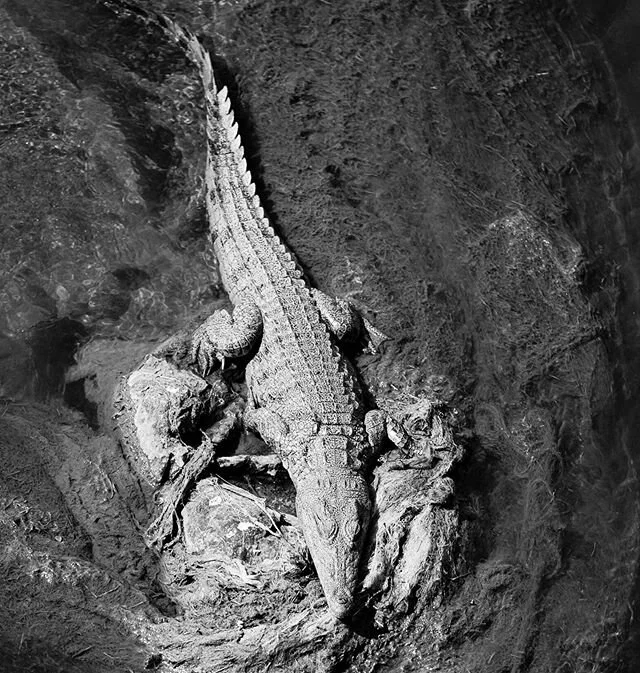 Nile Crocodile B&amp;W. Not a drone shot
#crocodile
#kruget
#B&amp;W