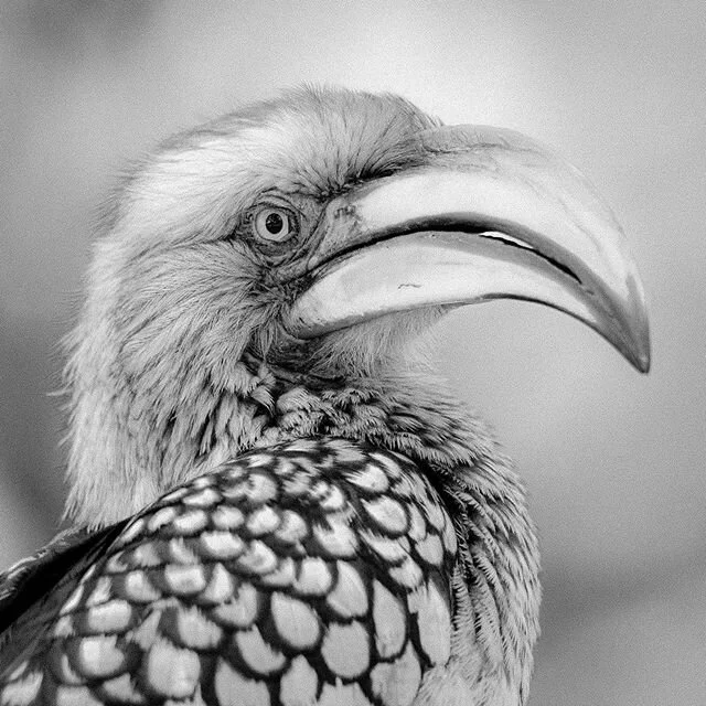 Picnic companion. The African equivalent of the Cheeky Kea a common companion always entertaining at morning and afternoon  tea breaks Kruger NP
Yellow billed Hornbill
#hornbillyellowbilled
#birdsofafrica
#hornbill
#kruger