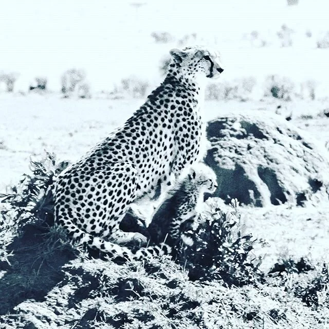 Cheetah Mums raise upto 5 cubs on their own. Cub survival rates are unfortunately low despite the Mums best efforts.
#cheetah
#africanwildlife