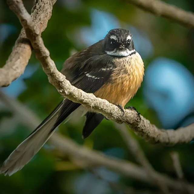 Fantails in our garden. One of the benefits of the Covid19 lockdown was that our native birds decided to take ownership of the garden. Our garden has always had Kereru and Tui but very exciting to see the fantails take residence. So far they are taki