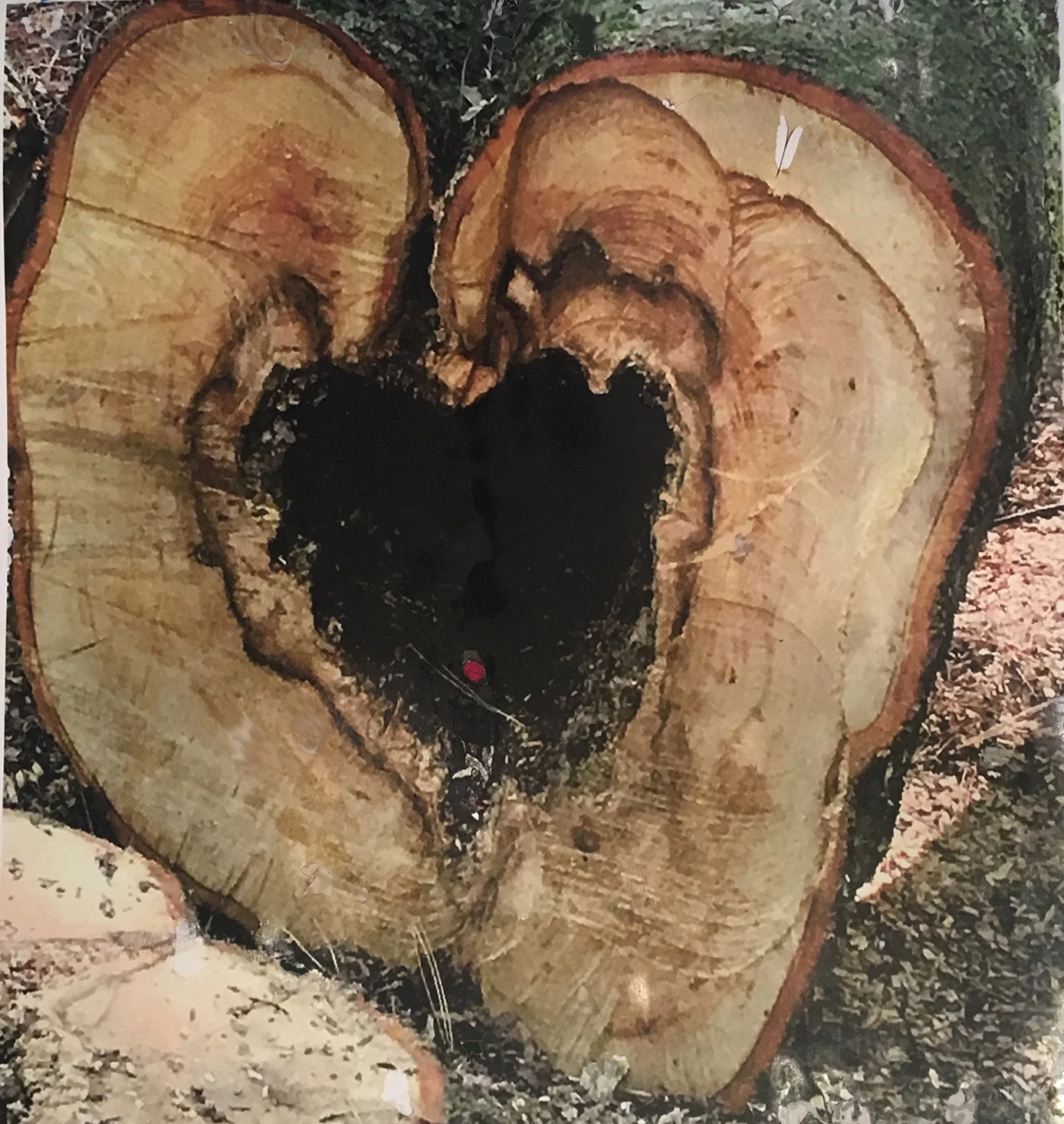 Heartwood. Mixed Media on paper. 36" x 24". 2017