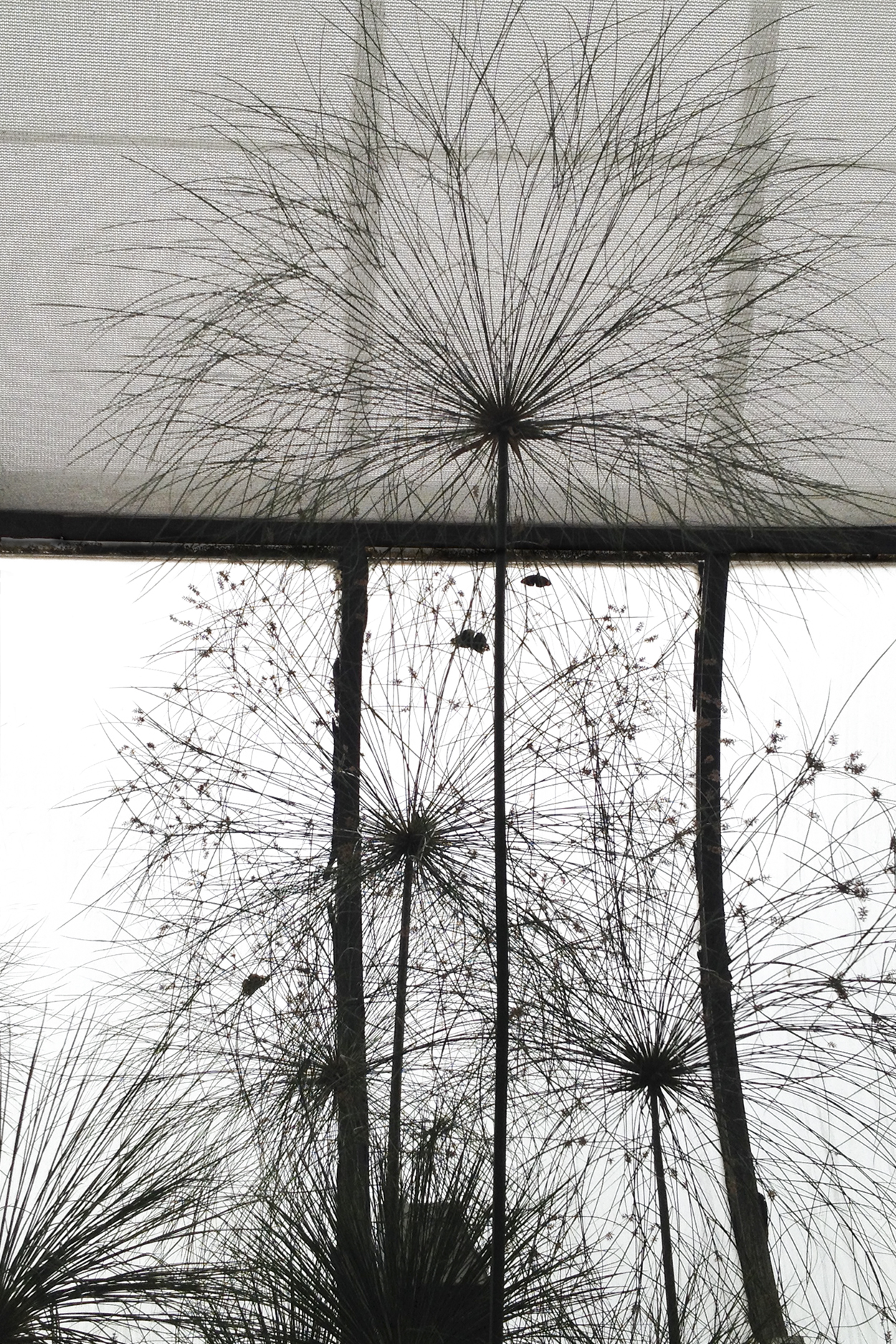 Jo Levine Photograph 16" x 20" (framed) $325 Click here to Inquire