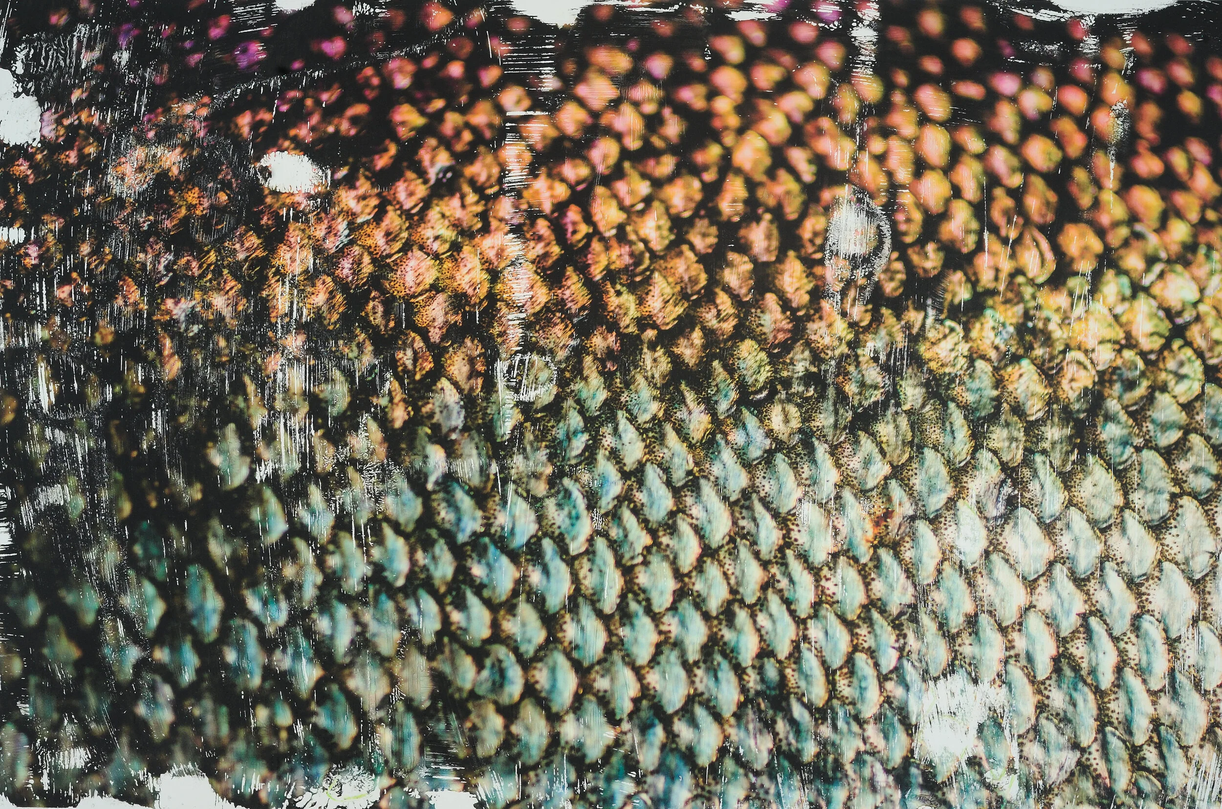 Fish to Scale Mixed media on paper Click image to enlarge ⦿ Inquire