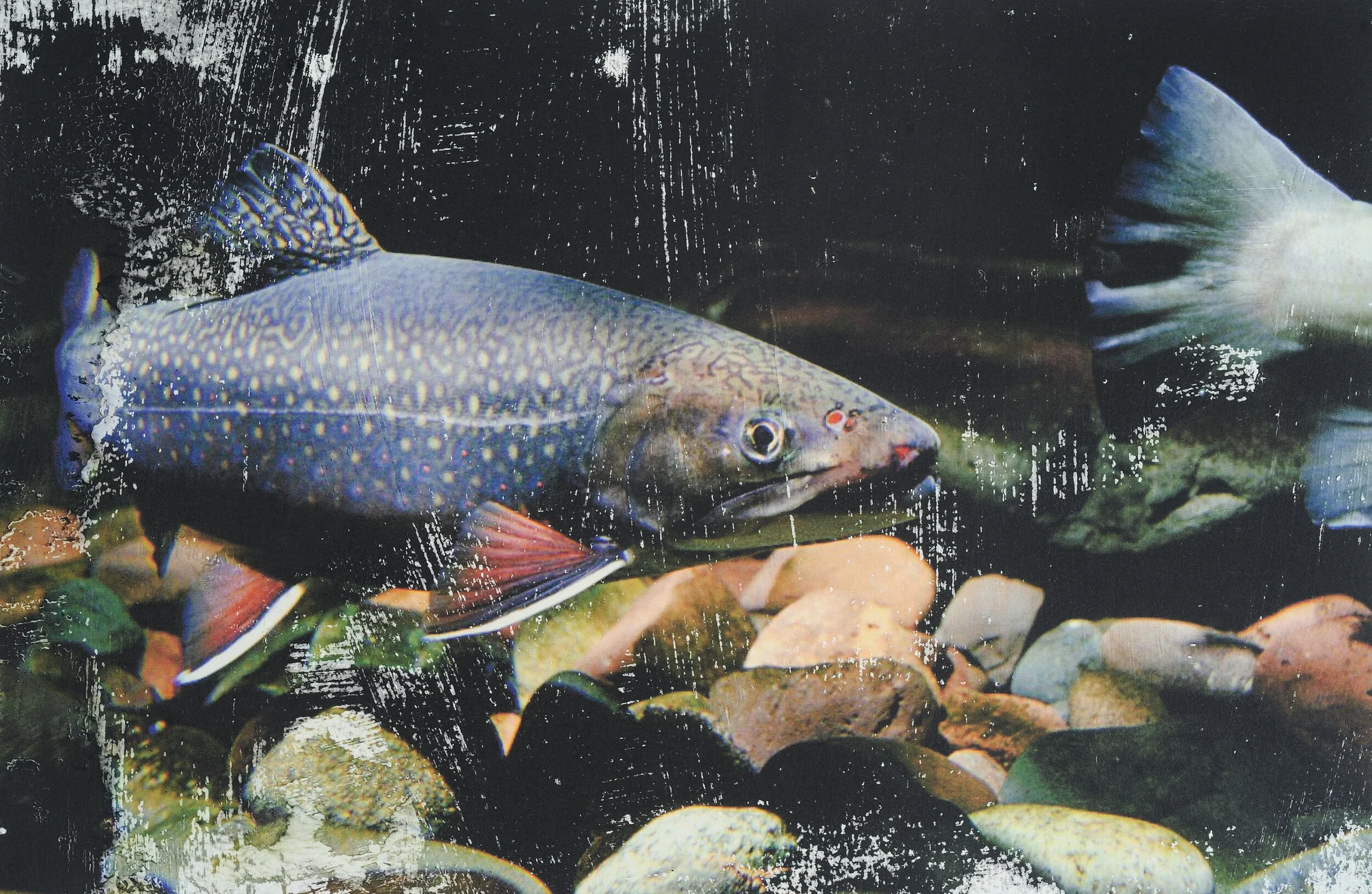 Under Water Mixed media on paper Click image to enlarge ⦿ Inquire