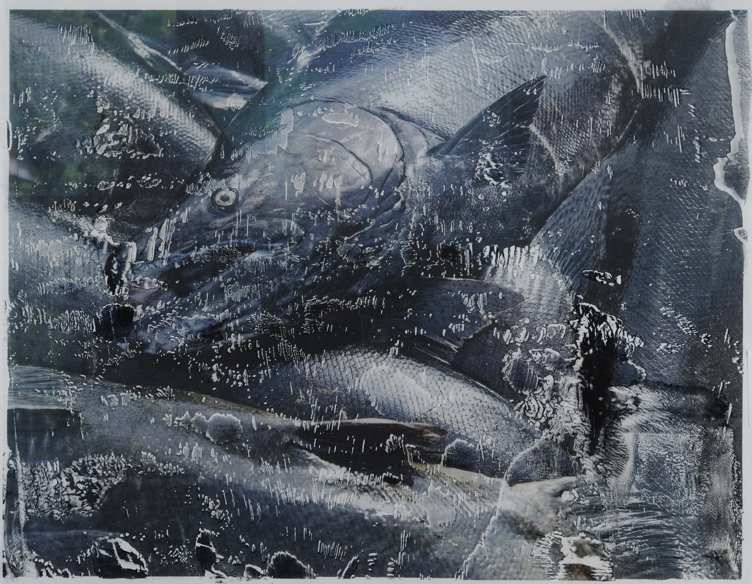 Crowded Fish Mixed media on paper: acrylic, charcoal, color pencil, photo transfer Click image to enlarge ⦿ Inquire