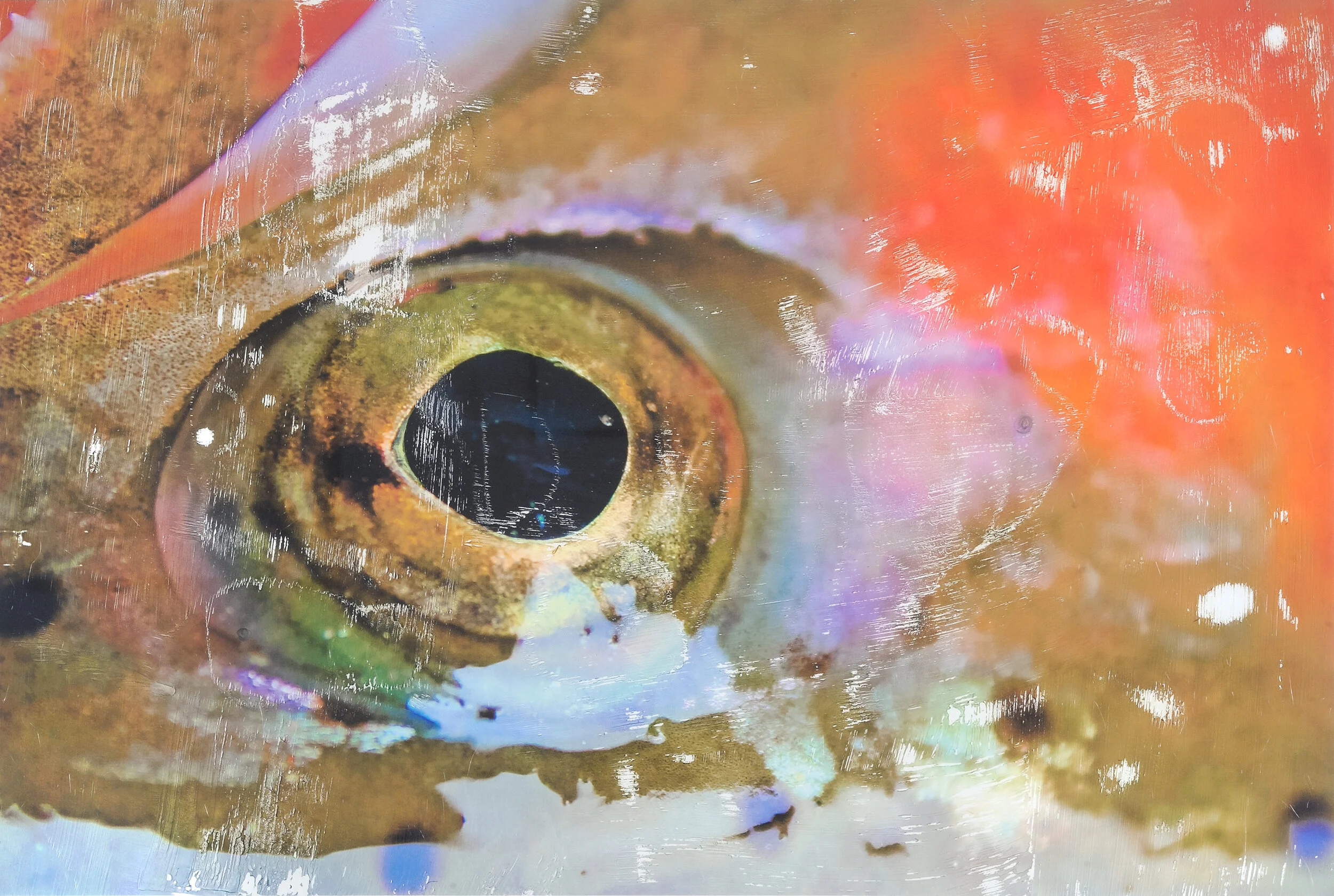 Fish Eye Mixed media on paper Click image to enlarge ⦿ Inquire