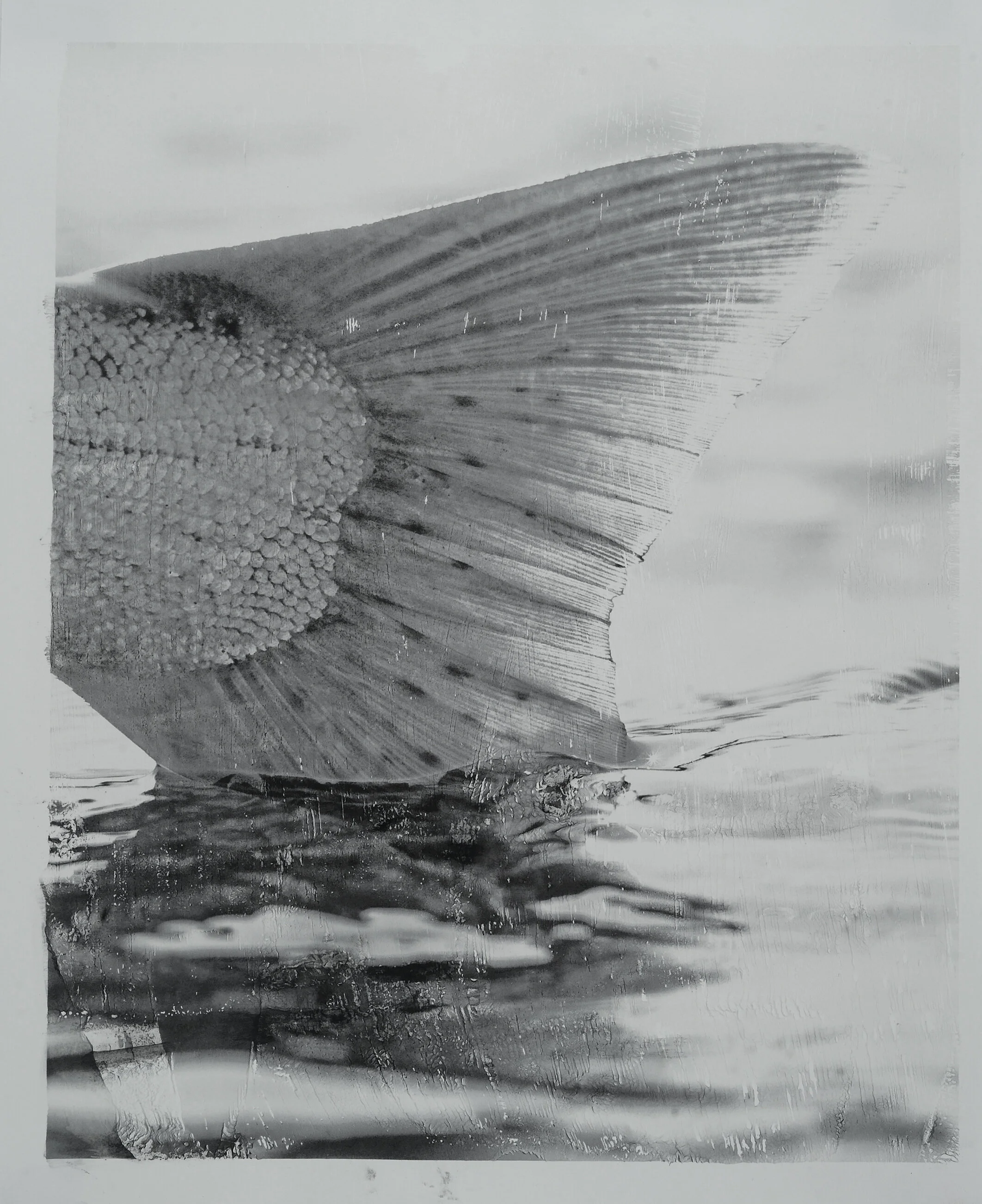 Fish Tail in a fish box Mixed media on paper Click image to enlarge ⦿ Inquire