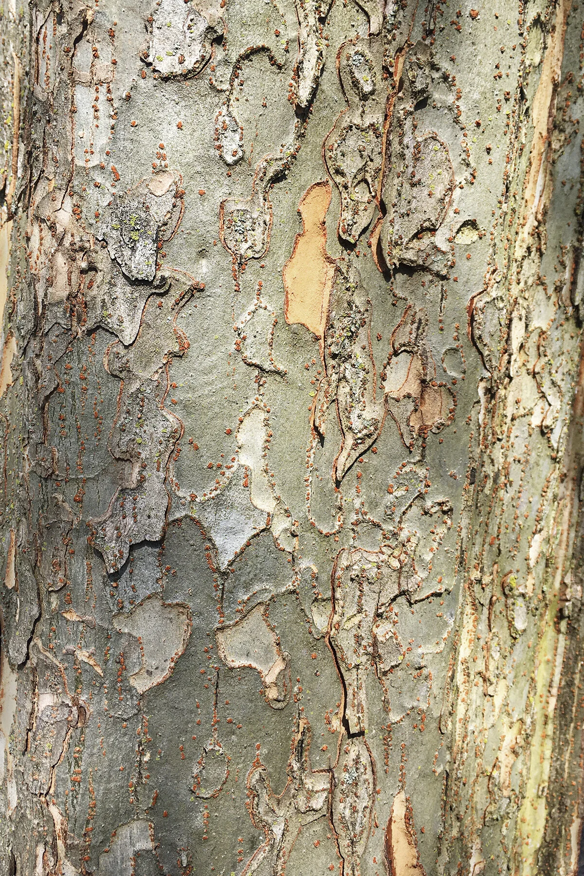 Treescape II Jo Levine Archival photographic print 20 x 16 in. framed; 15 x 10 in. unframed Click image to enlarge ⦿ Inquire