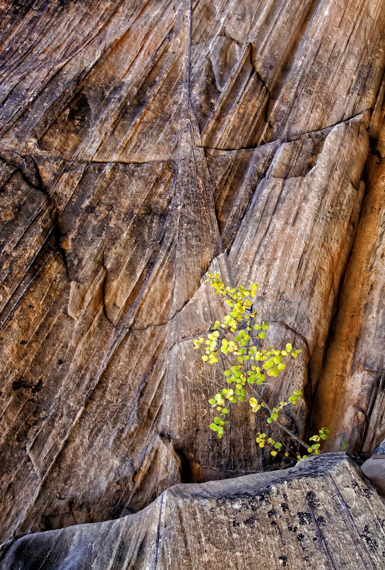 Willis Creek Narrows, Utah Gary Anthes Archival print 11 x 16.5 in. No. 1 in signed edition of six prints Click image to enlarge ⦿ Inquire