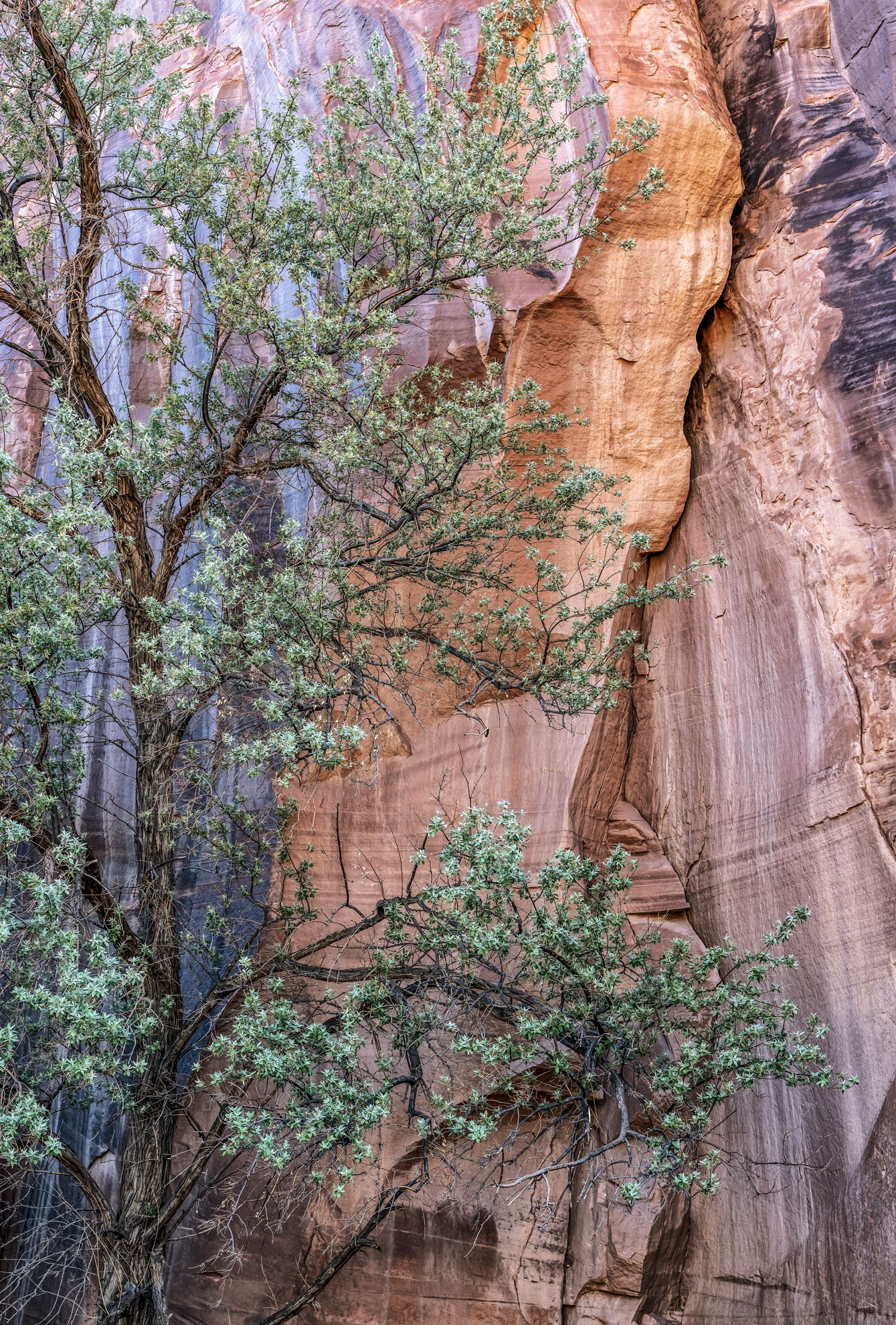 Canyon del Muerto, Arizona Gary Anthes Archival print 11 x 16.5 in. No. 1 in signed edition of six prints Click image to enlarge ⦿ Inquire