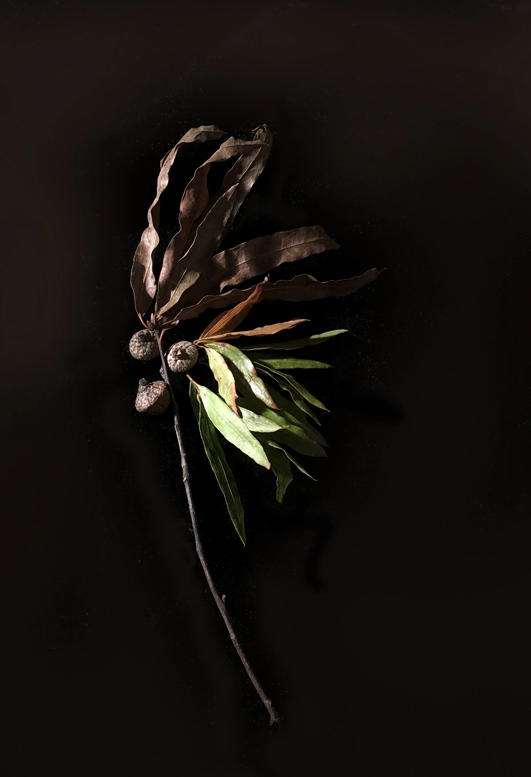 Fall Meditation #1 Jo Levine Archival photograph 20 x 16 in. Click image to enlarge ⦿ Inquire