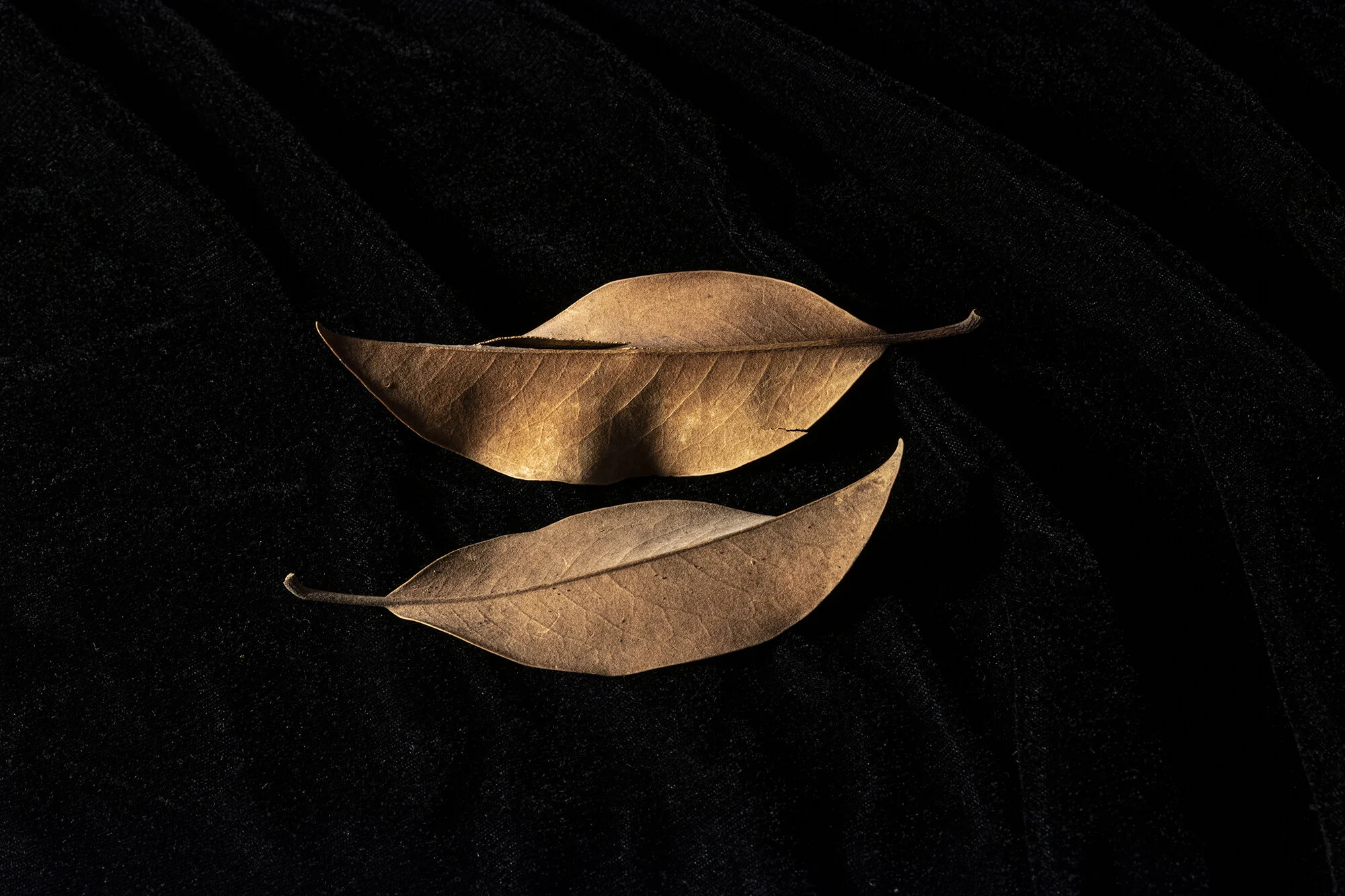 Harmony Jo Levine Archival photograph, signed on the back 16 x 20 in. Click image to enlarge ⦿ Inquire