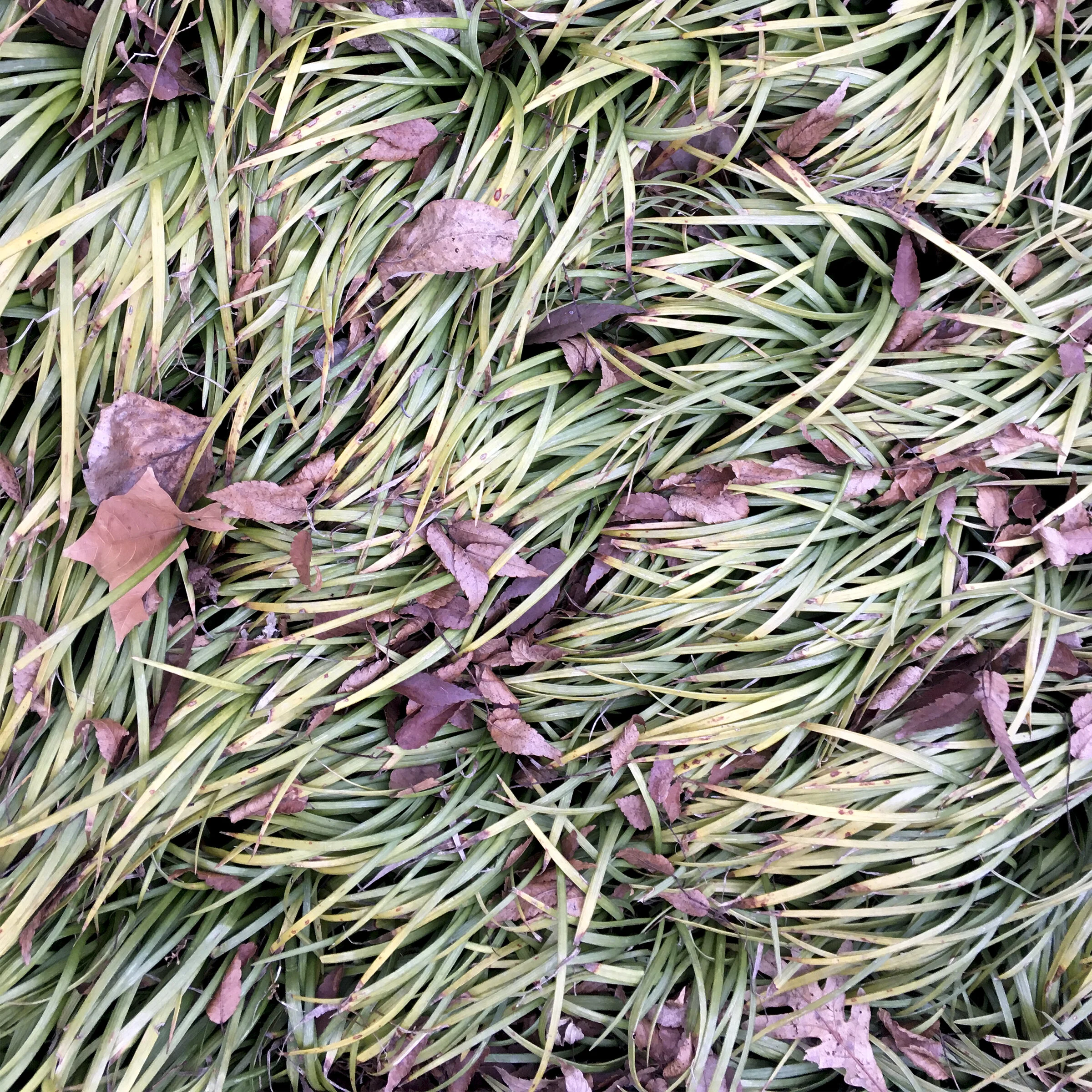 Signs of Fall Jo Levine Photograph printed on aluminum 8 x 8 in. Click image to enlarge ⦿ Inquire