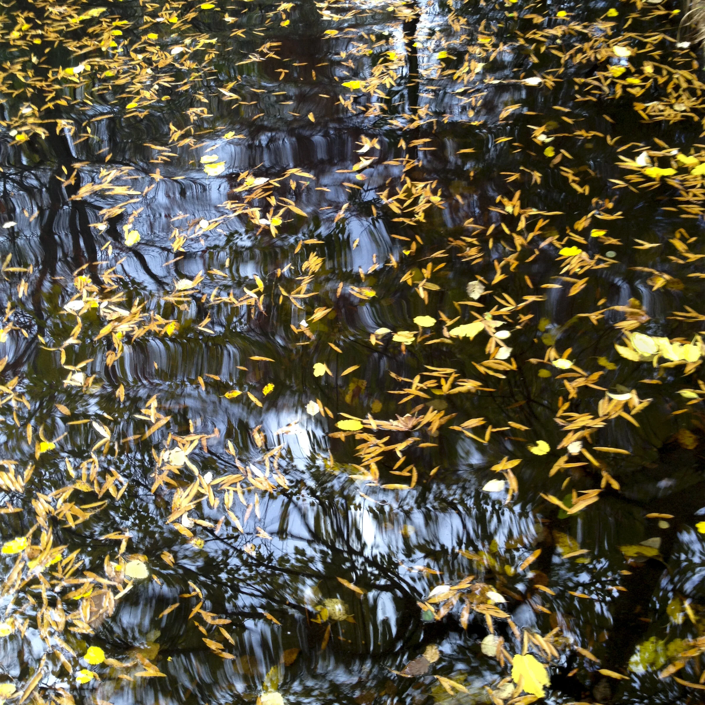 Fall Reflections Jo Levine Photograph printed on aluminum 8 x 8 in. Click image to enlarge ⦿ Inquire