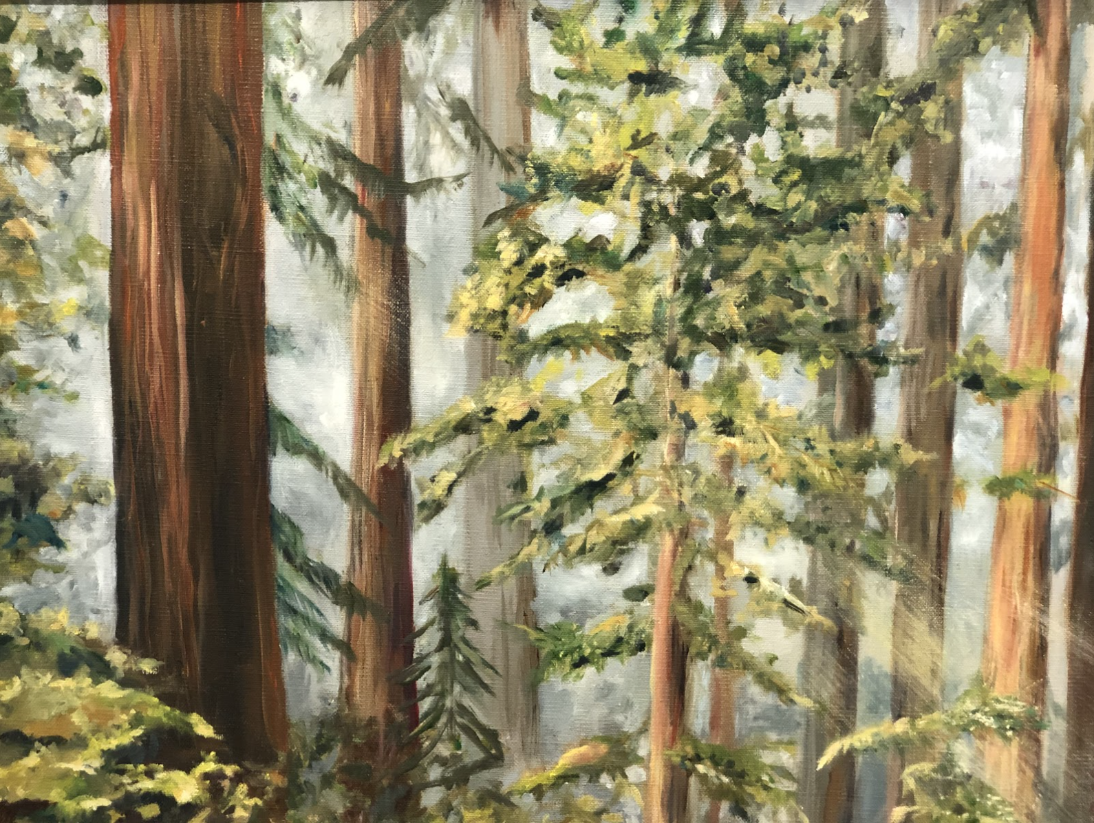Redwood Trees  Cheryl Ann Bearss Oil on canvas 16 x 20 in. Click image to enlarge ⦿ Inquire