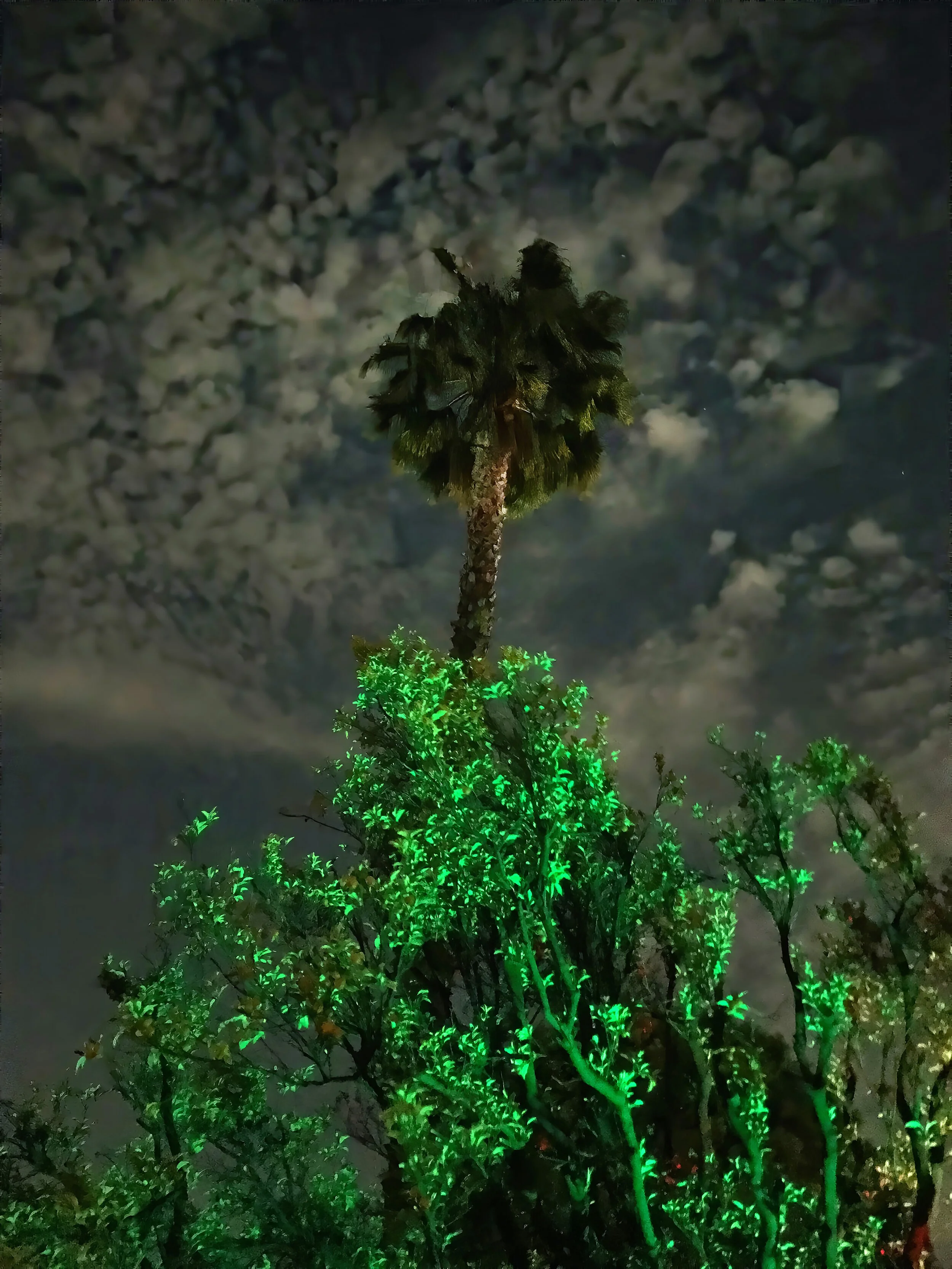 Palm Bob Burgess Photograph Click image to enlarge ⦿ Inquire