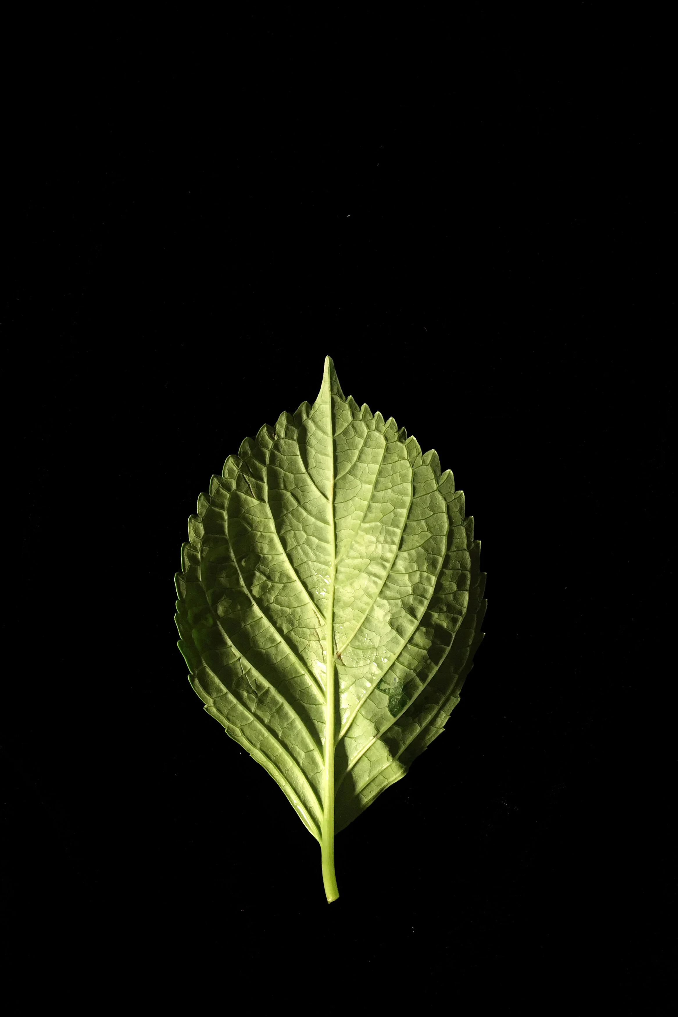 Bright Spirit Archivally printed photograph 20” x 16” Click image to enlarge ⦿ Inquire