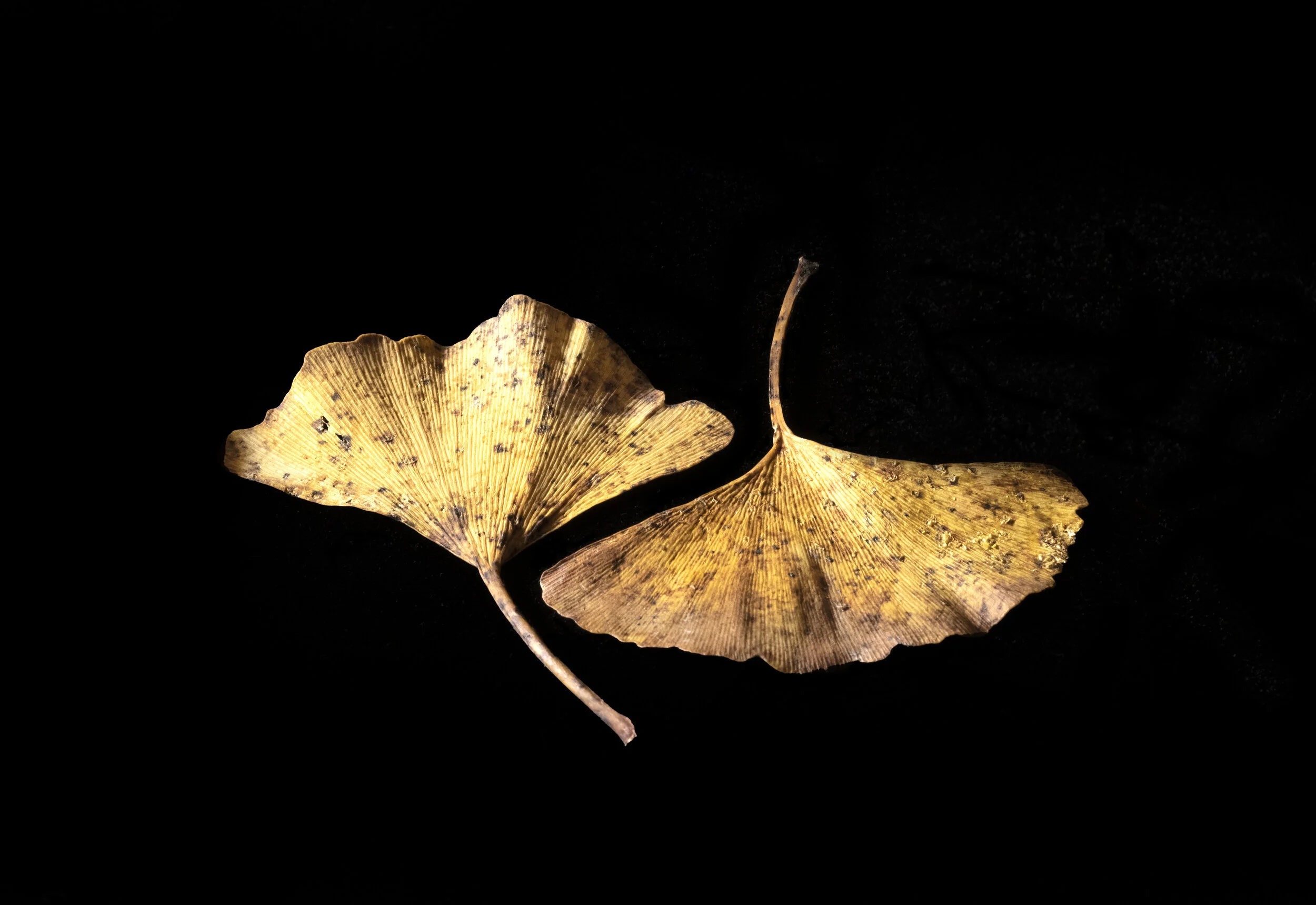 Antique Fans Archivally printed photograph 16” x 20” Click image to enlarge ⦿ Inquire