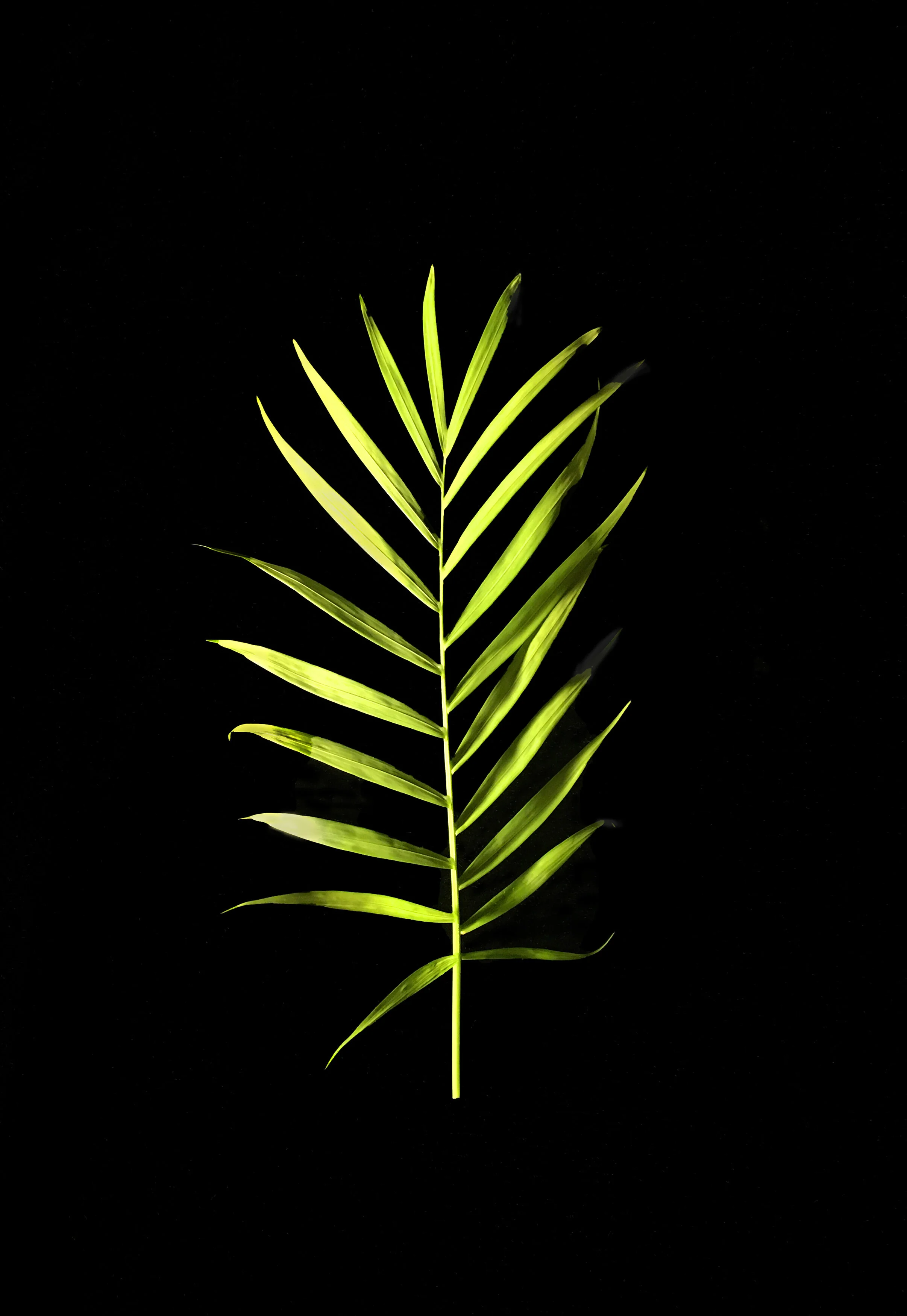 Come Hither Archivally printed photograph 20” x 16” Click image to enlarge ⦿ Inquire