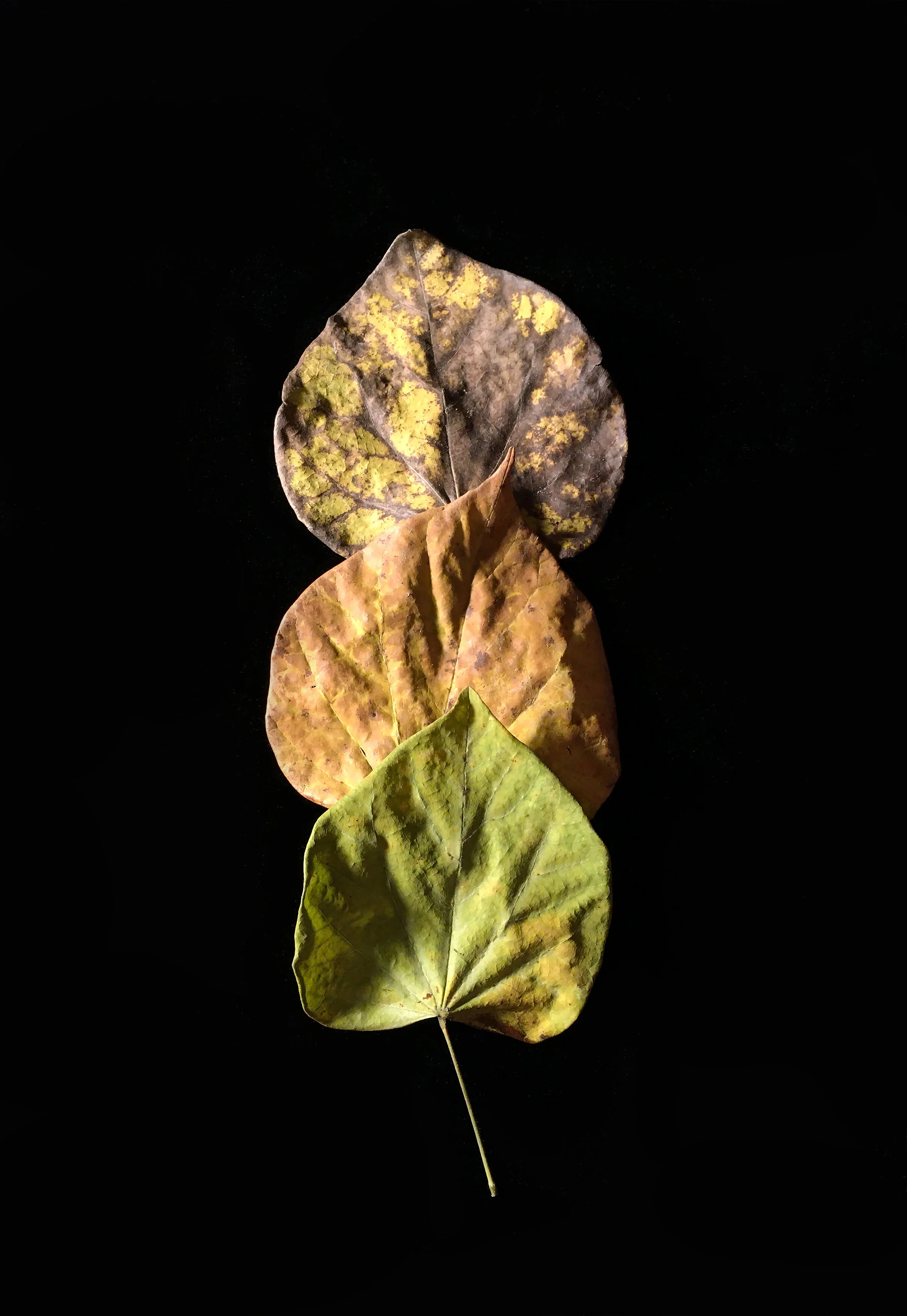 Pillar Archivally printed photograph 20” x 16” Click image to enlarge ⦿ Inquire