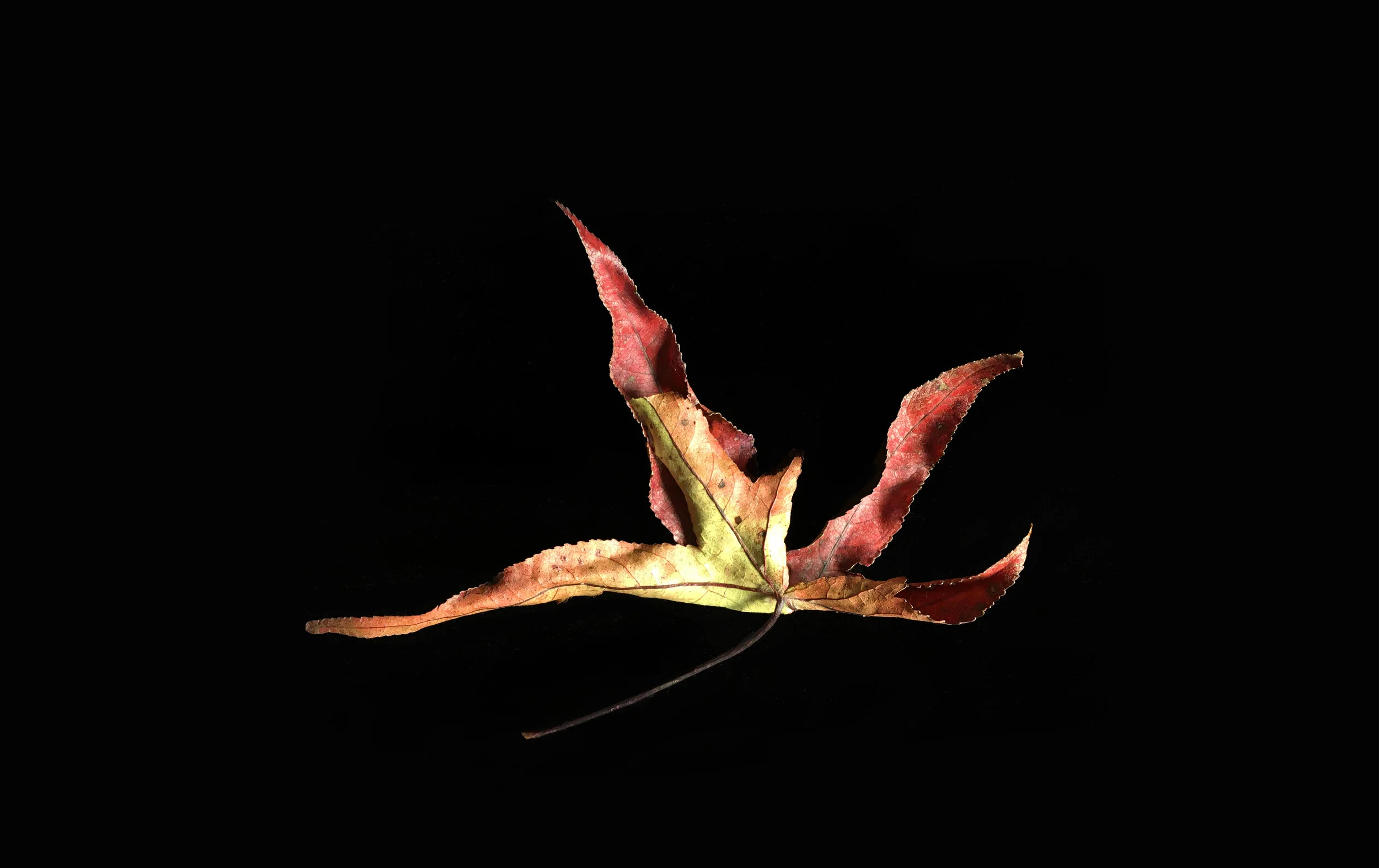 Every Leaf Is a Flower Archivally printed photograph 19” x 26” Click image to enlarge ⦿ Inquire