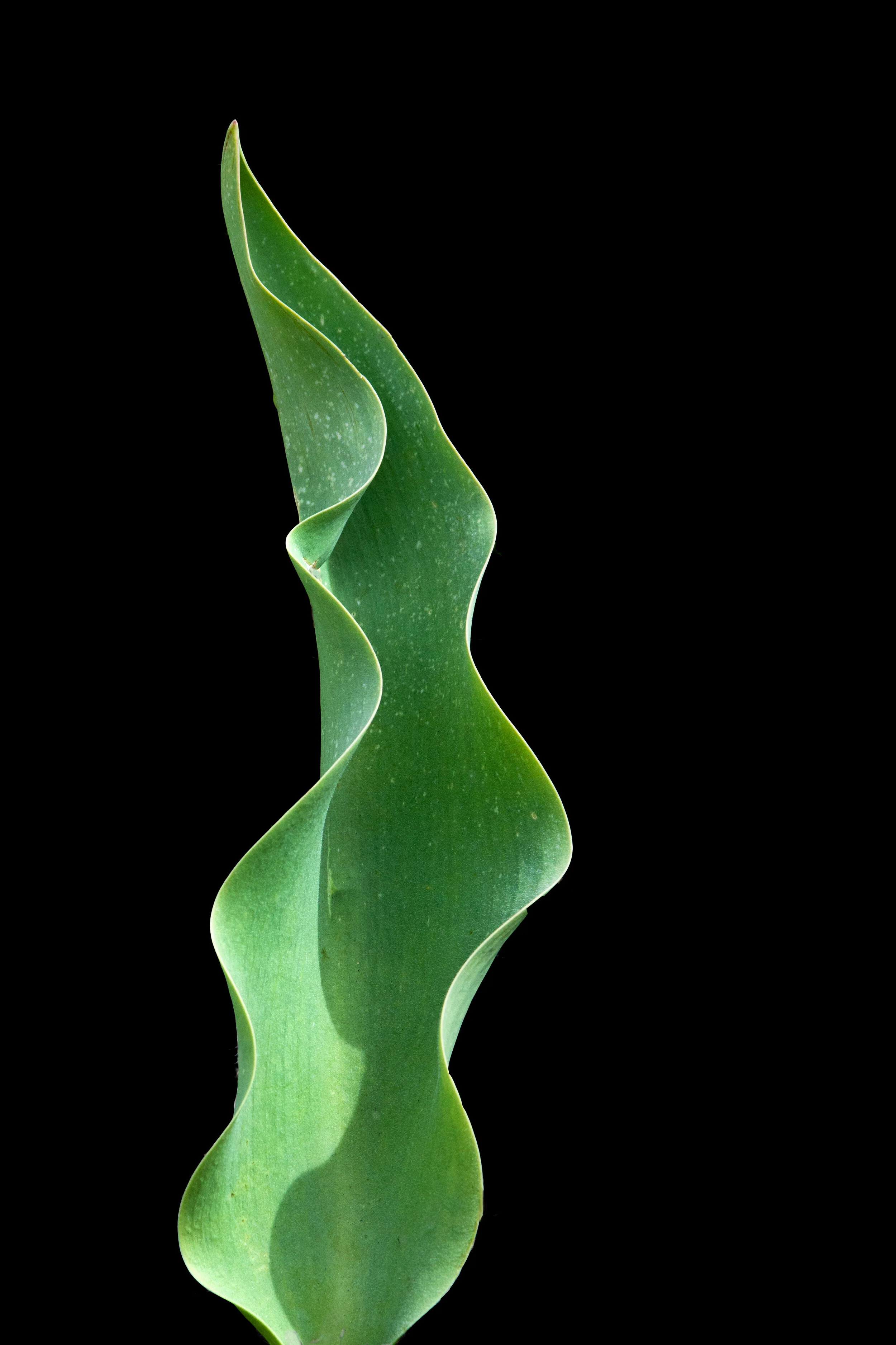 Sign of Spring Archivally printed photograph 20” x 16” Click image to enlarge ⦿ Inquire