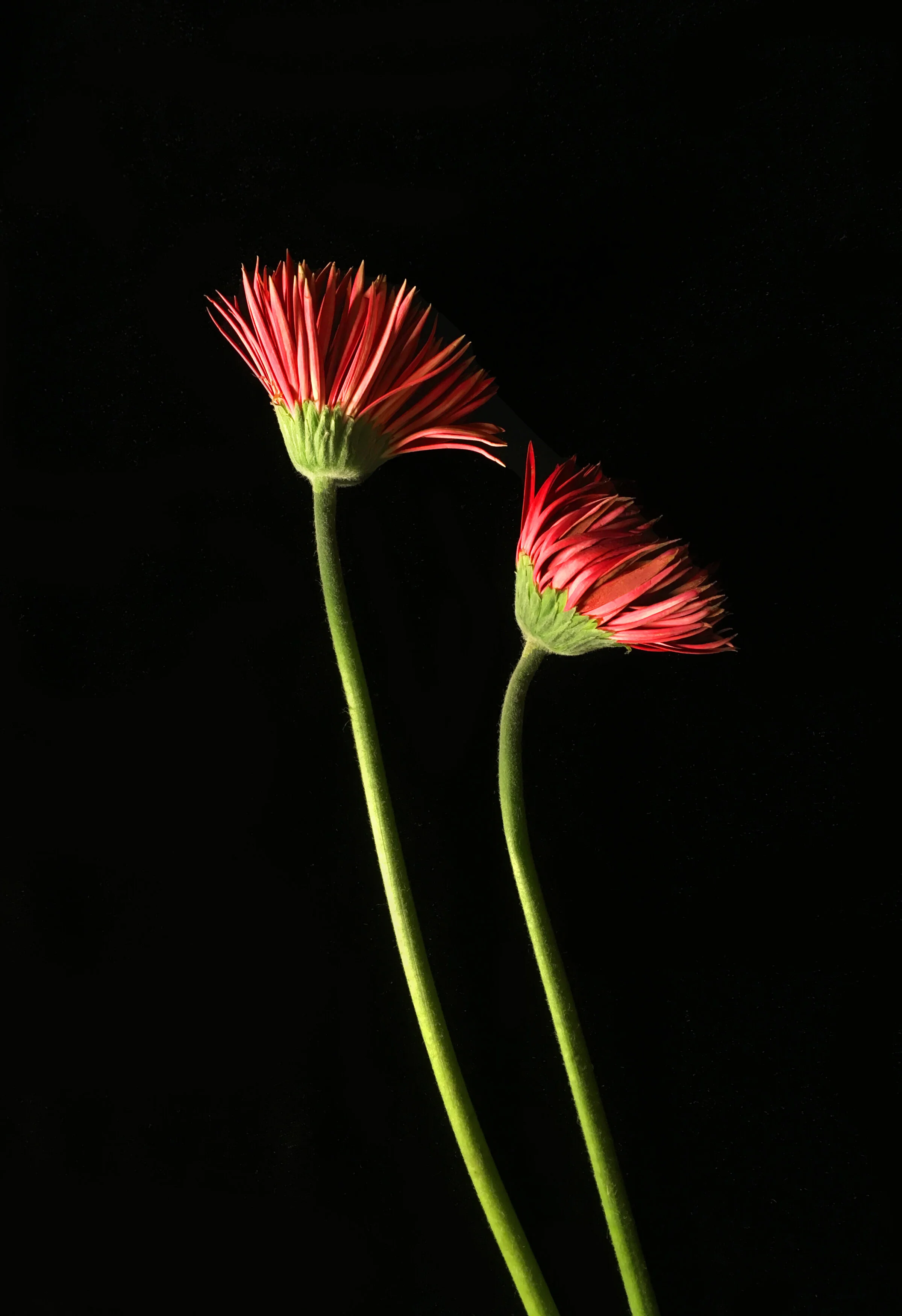 Simple Gifts Archivally printed photograph 20” x 16” Click image to enlarge ⦿ Inquire