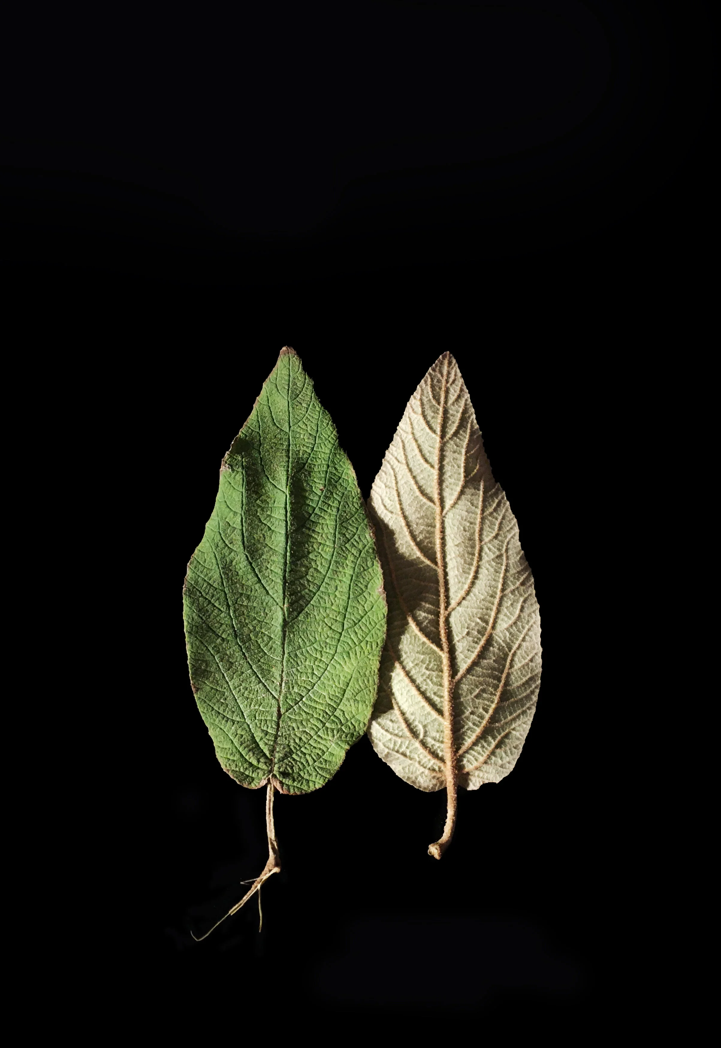 Young at Heart Archivally printed photograph 20” x 16” Click image to enlarge ⦿ Inquire