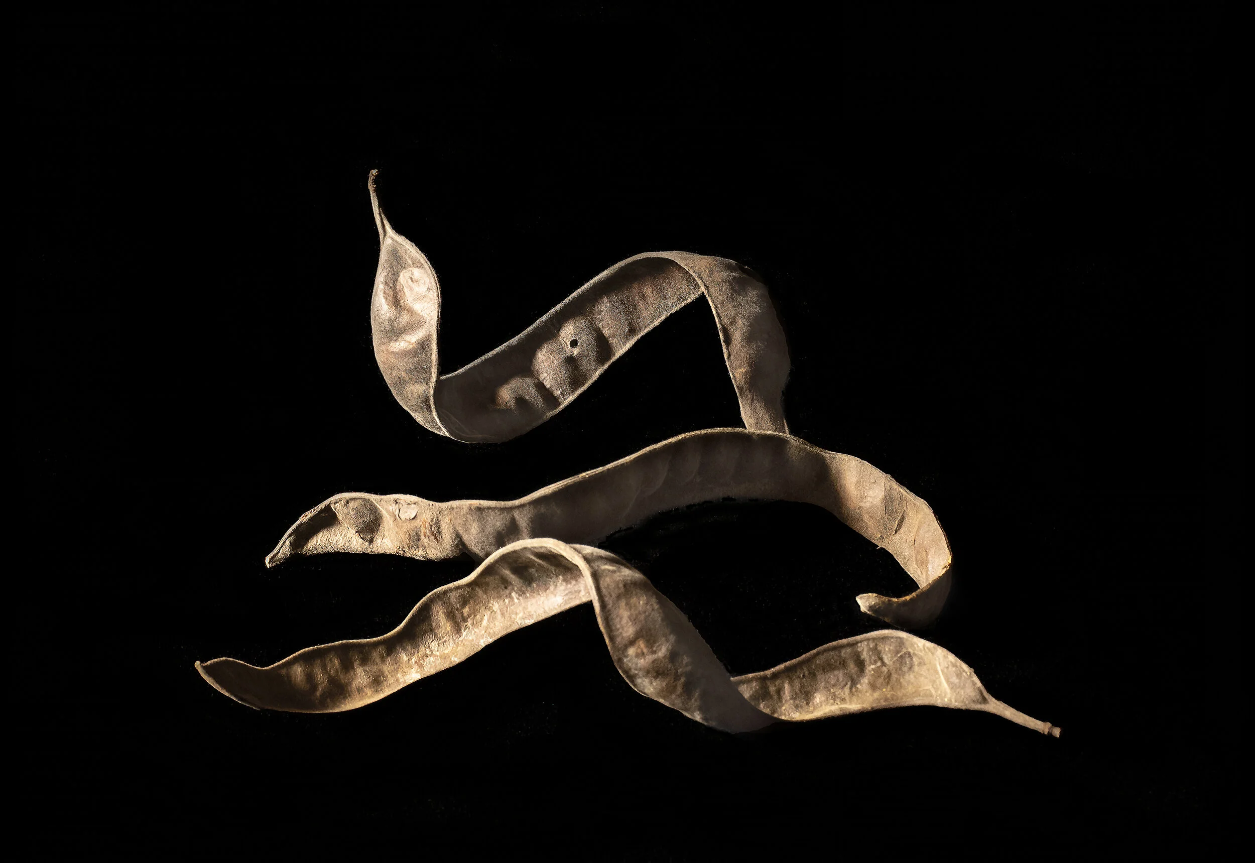 Sinuous Archivally printed photograph 16” x 20” Click image to enlarge ⦿ Inquire