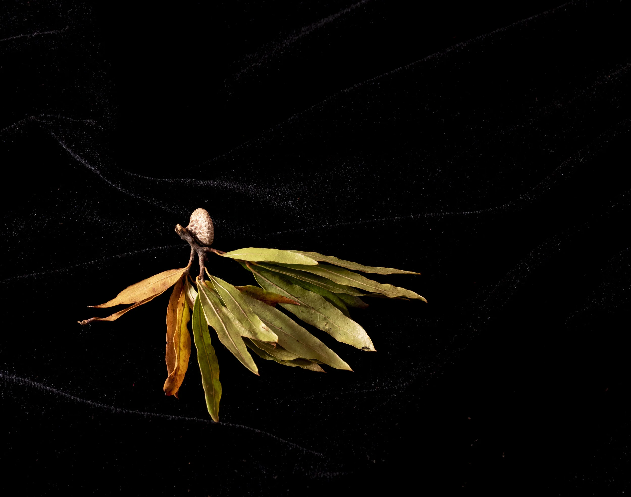 Willow Song Archivally printed photograph 16” x 20” Click image to enlarge ⦿ Inquire