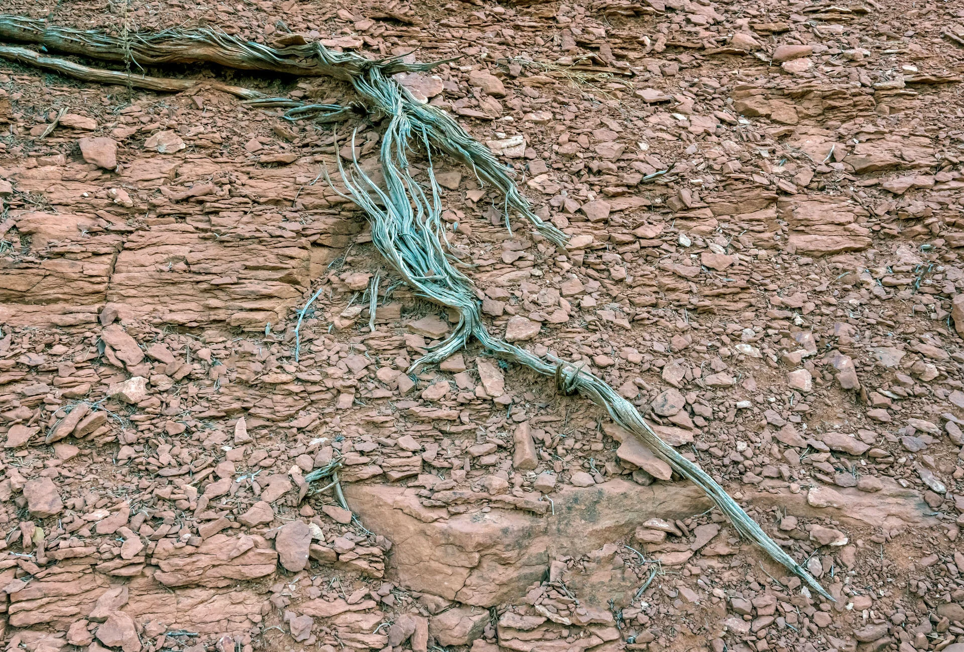 Juniper Roots, Sedona, Arizona Gary Anthes Archival photograph Edition of 6, signed and numbered in margin  11 1/2 x 17 in. (unframed) Click image to enlarge ⦿ Inquire