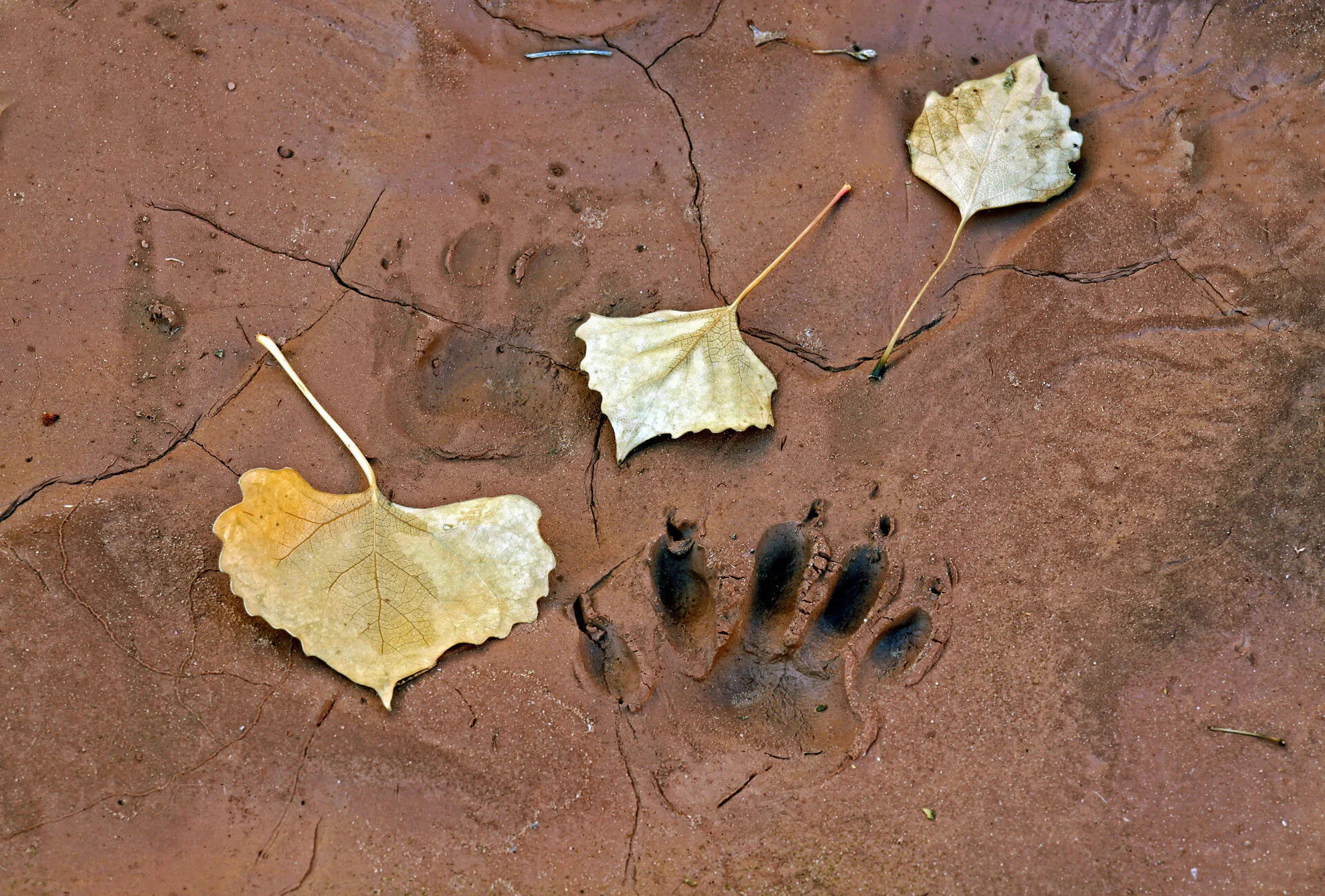 Bear and Beech, Abiquiu, N.M. Gary Anthes Archival photograph Edition of 6, signed and numbered in margin  11 1/2 x 17 in. (unframed) Click image to enlarge ⦿ Inquire