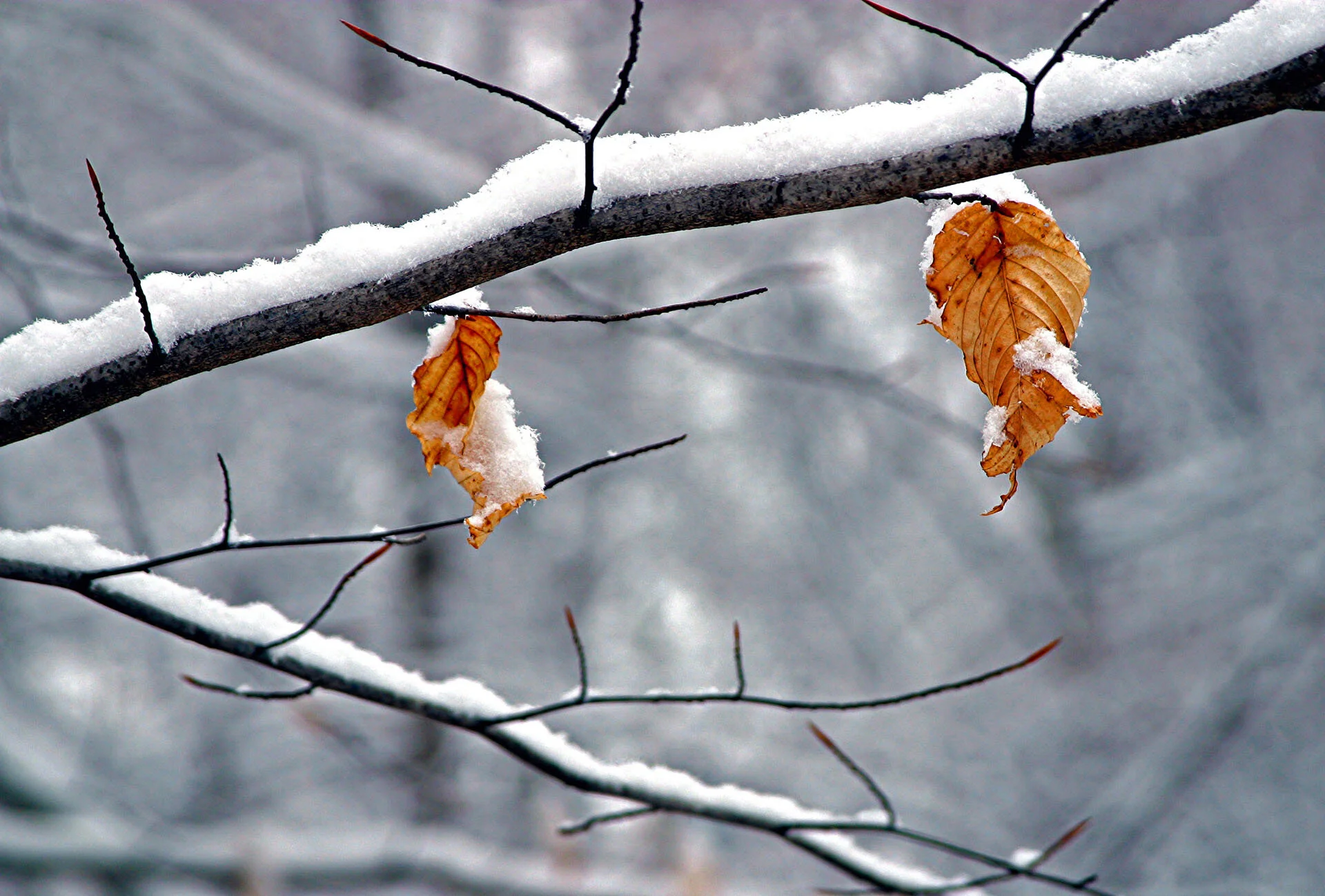 Beech Tree Gary Anthes Archival photograph Edition of 6, signed and numbered in margin 11 1/2 x 17 in. (unframed) Click image to enlarge ⦿ Inquire