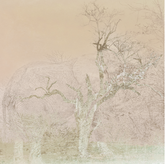 Judy Bonderman's "Fading Traces" series