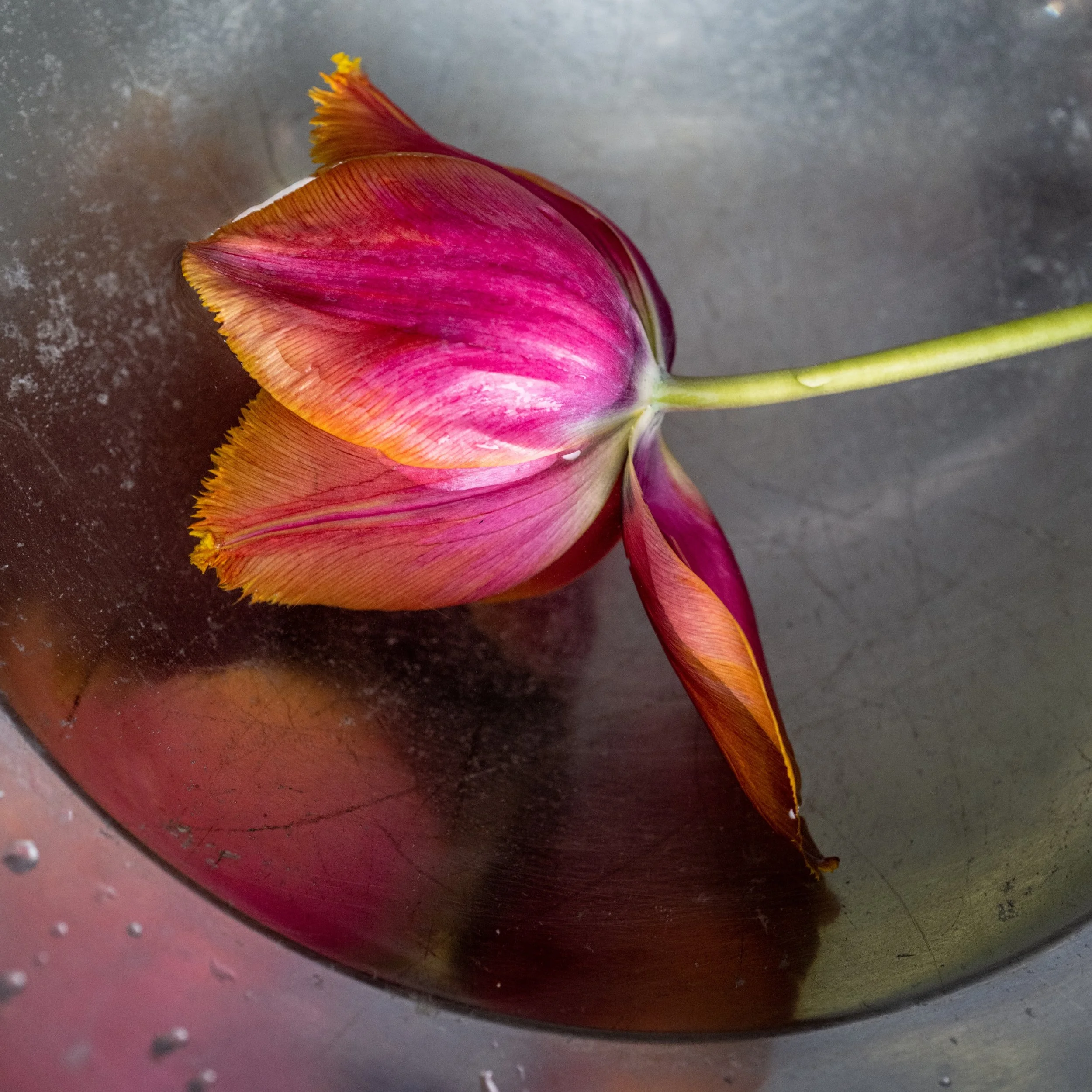 LKiefer_Tulip Solo-2.jpg