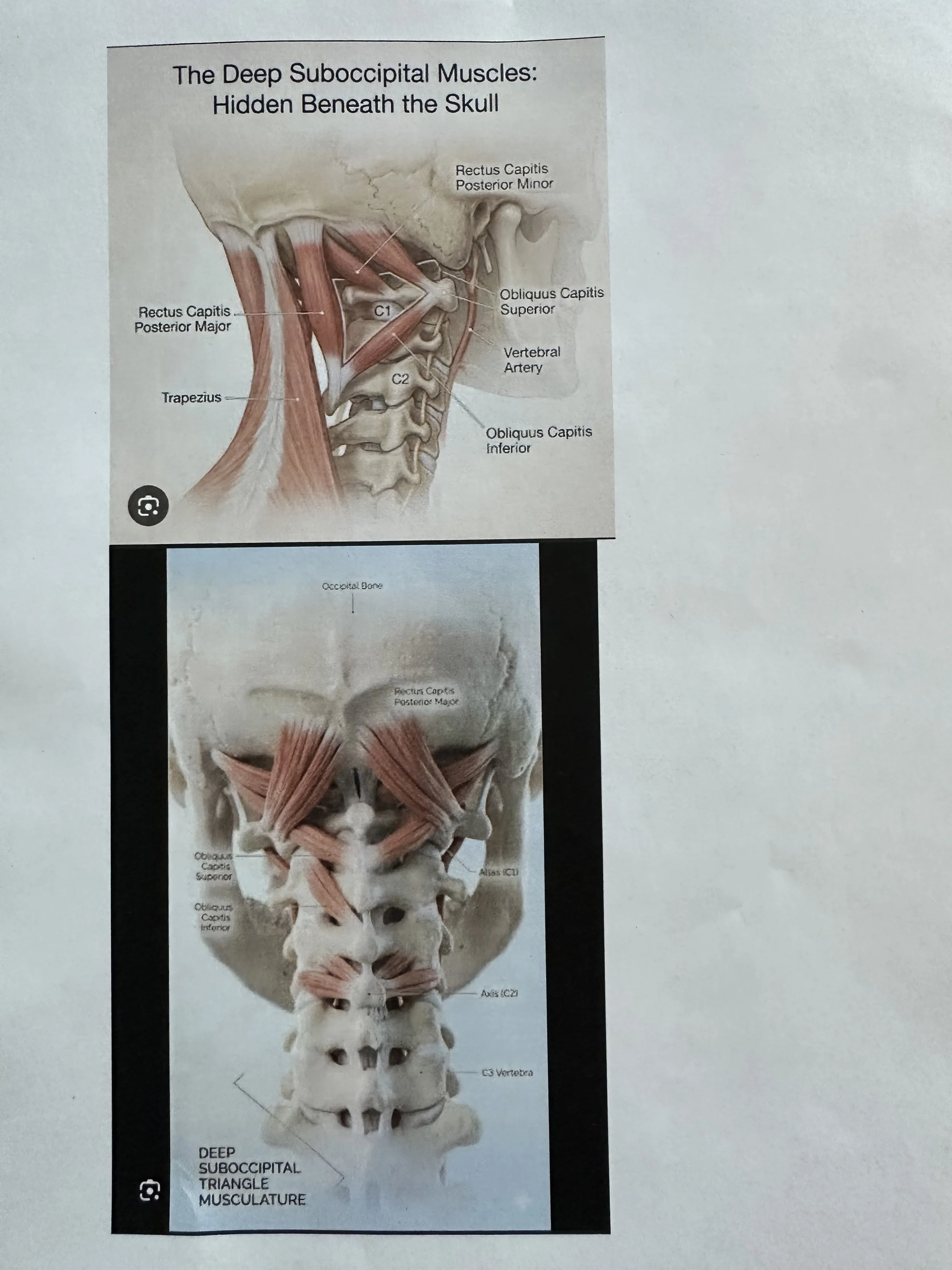 Muscles of Head and Neck