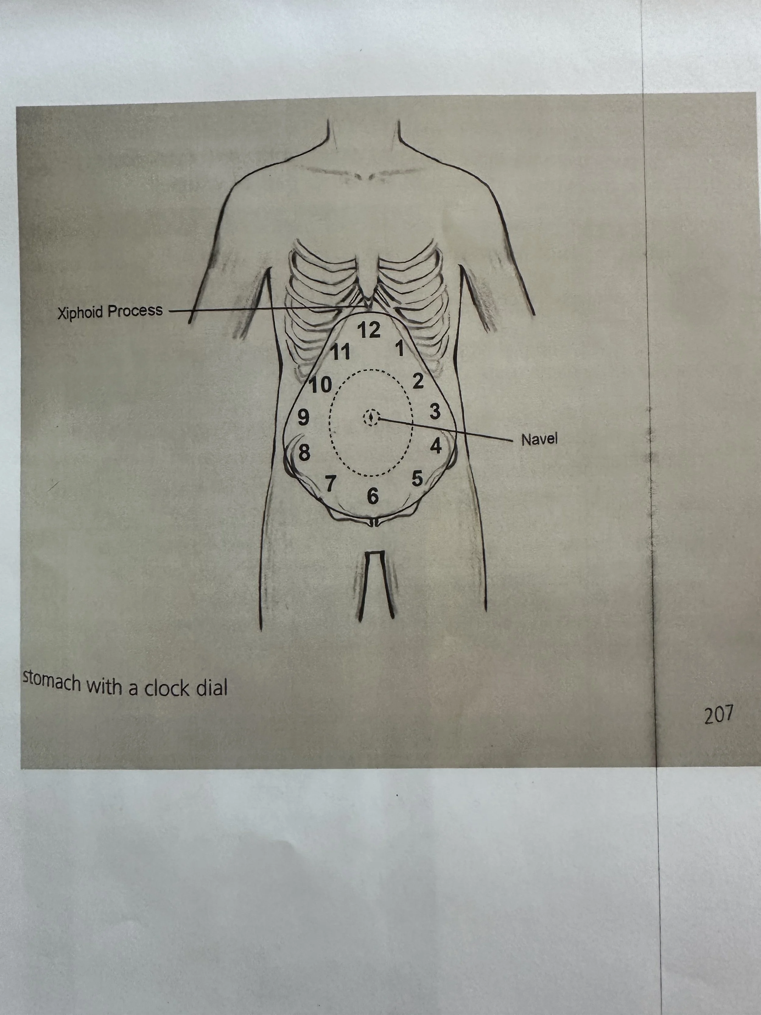 Abdominal Clock