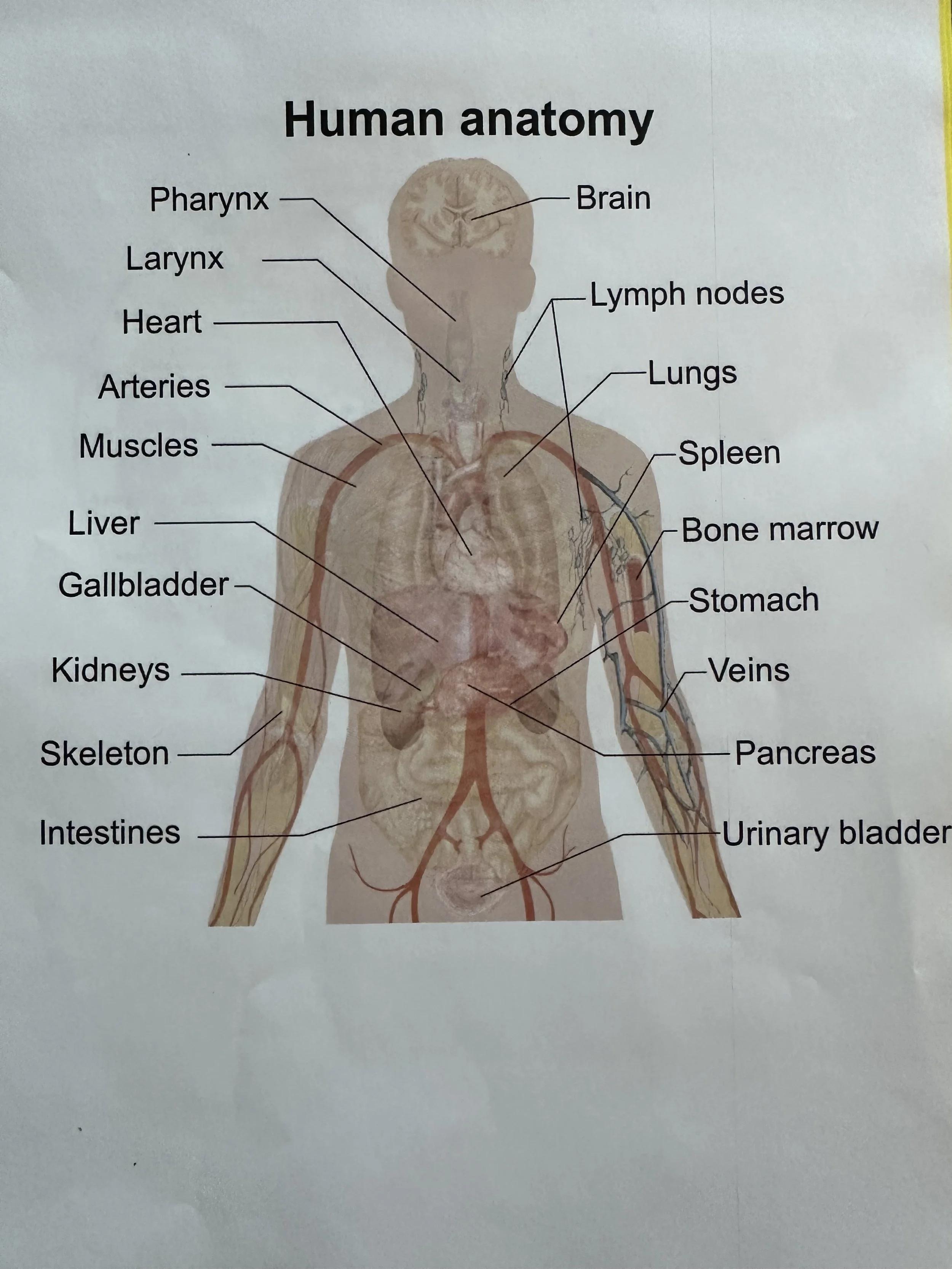 Anatomy