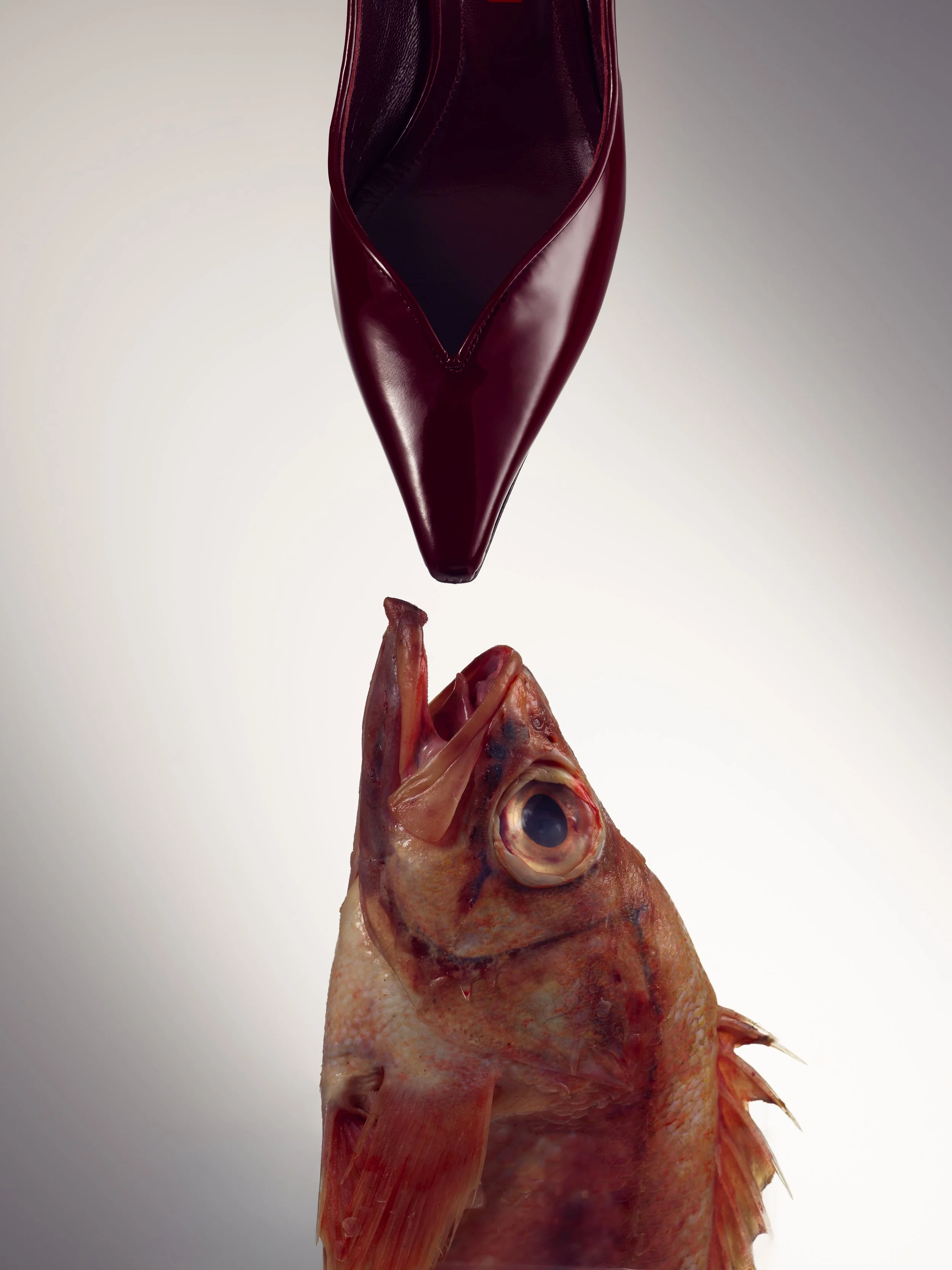 Brugundy :Users:whitneyhelmich:Downloads:wetransfer_images_2026-01-11_2346:Brugundy Fish.jpgFish.jpg