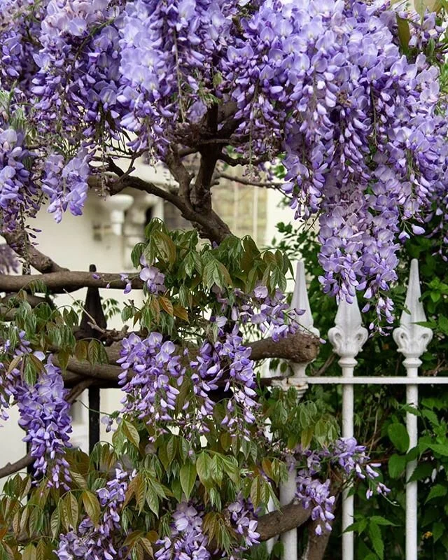 now I understand #wisteriahysteria
.
.
.
.
.
#wisteria #wisteriaflowers #prettycitylondon #prettylittlelondon
