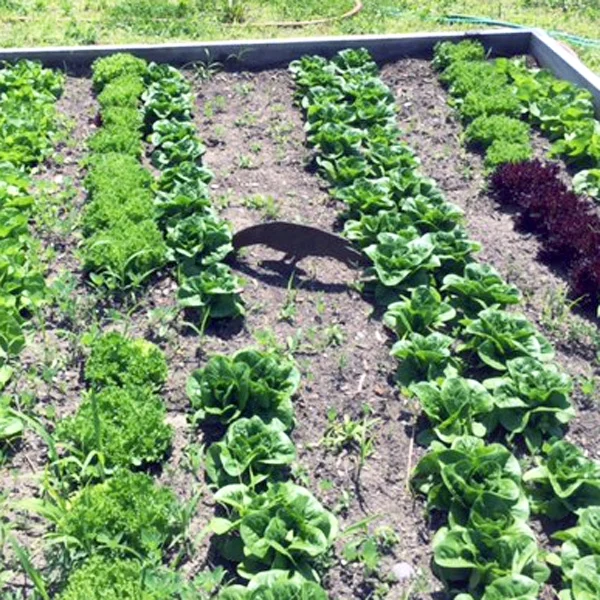 Early Crops