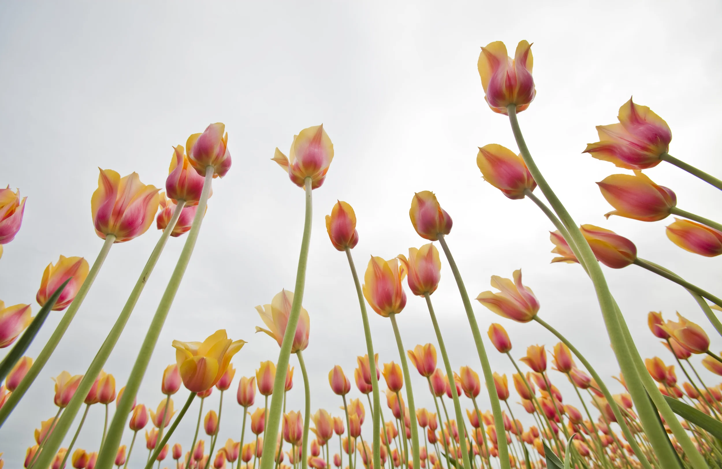 Tulip Fest.jpg