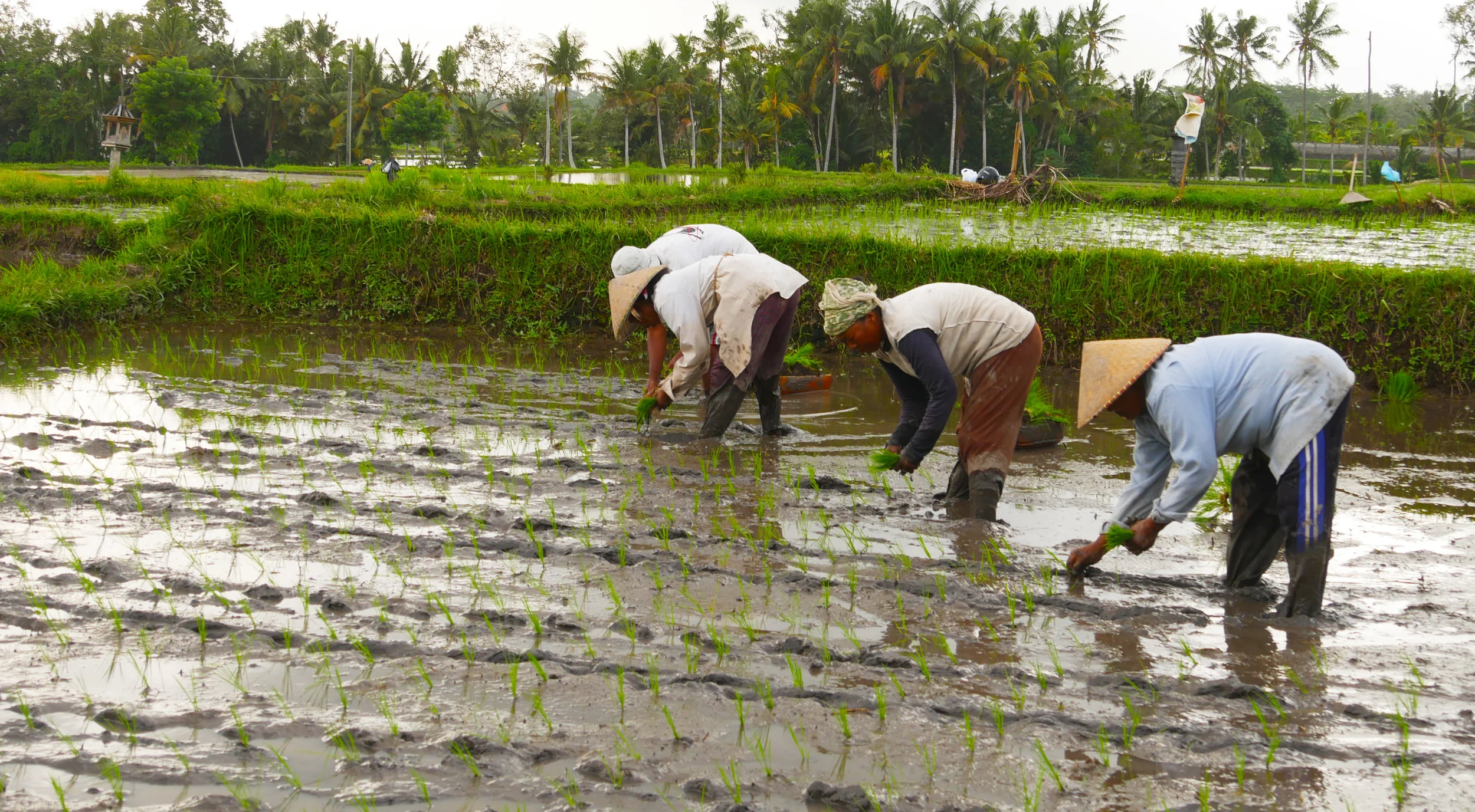 Rice planting 2 crop.jpg