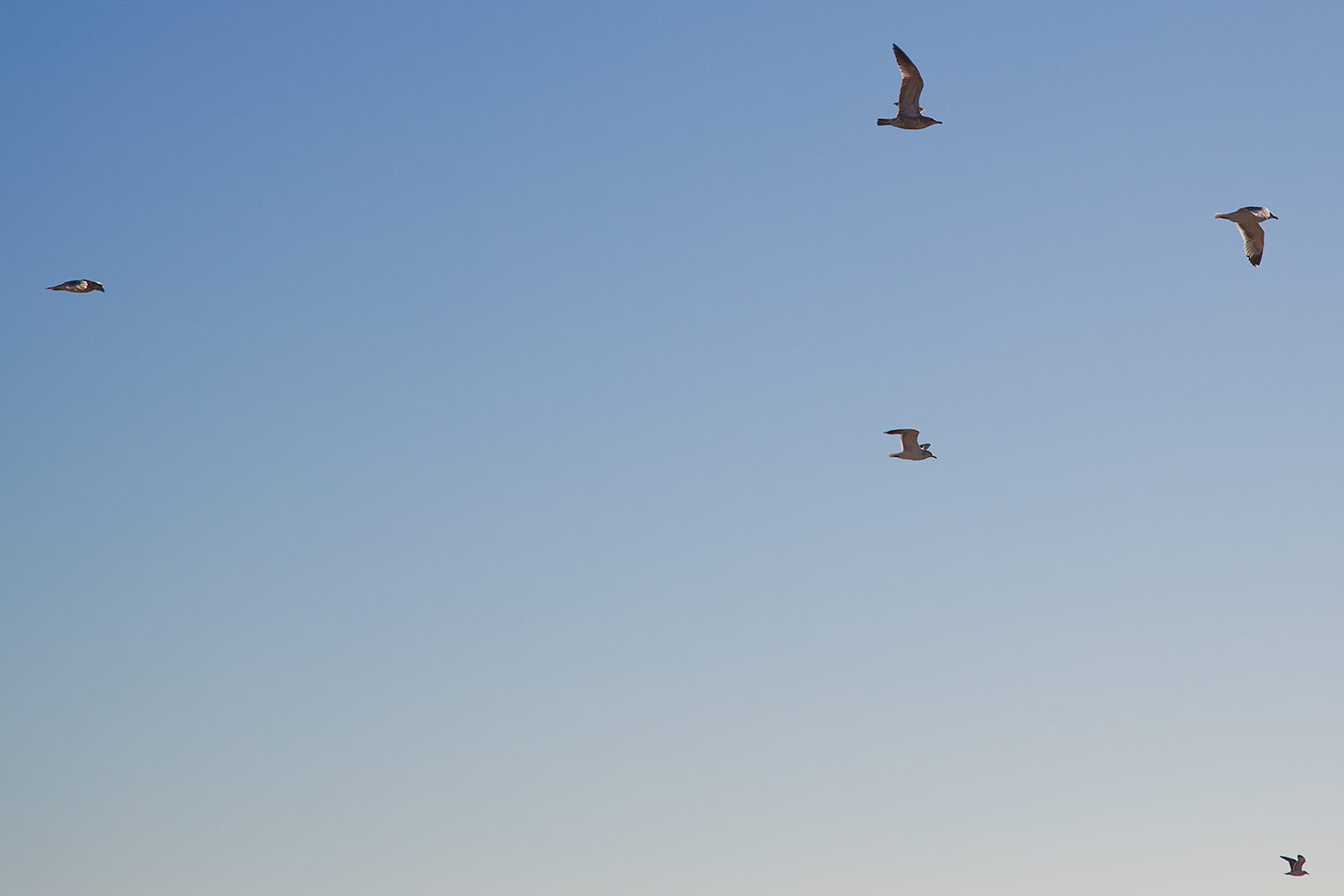 birds in santa cruz ca .jpg