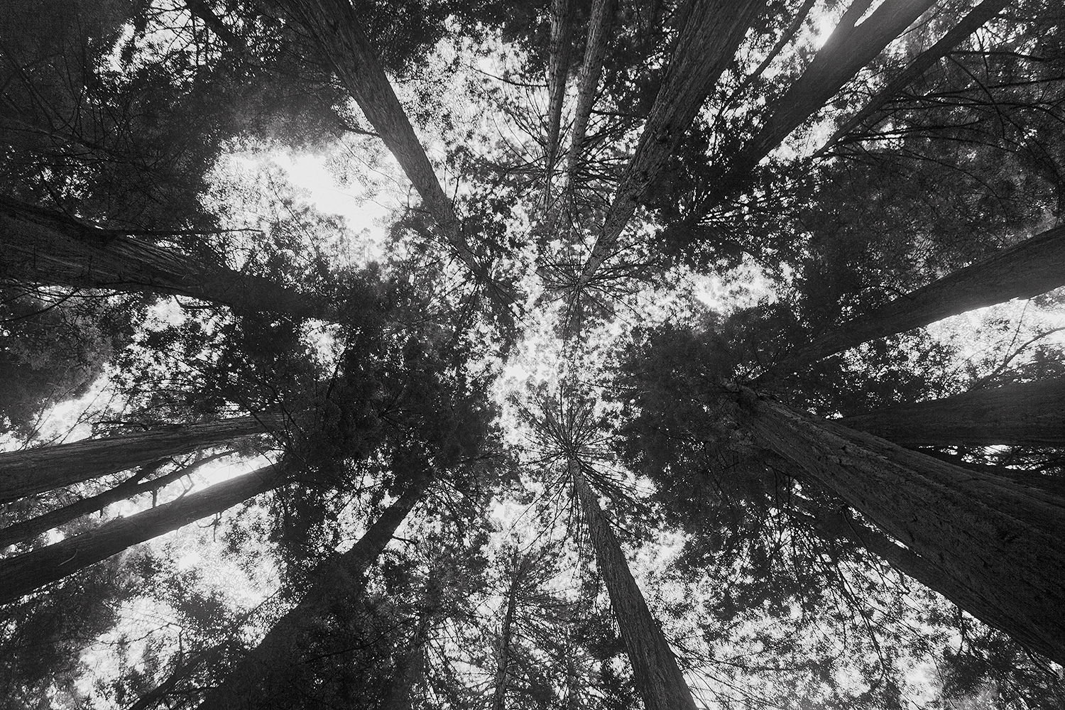 muir woods black and white.jpg