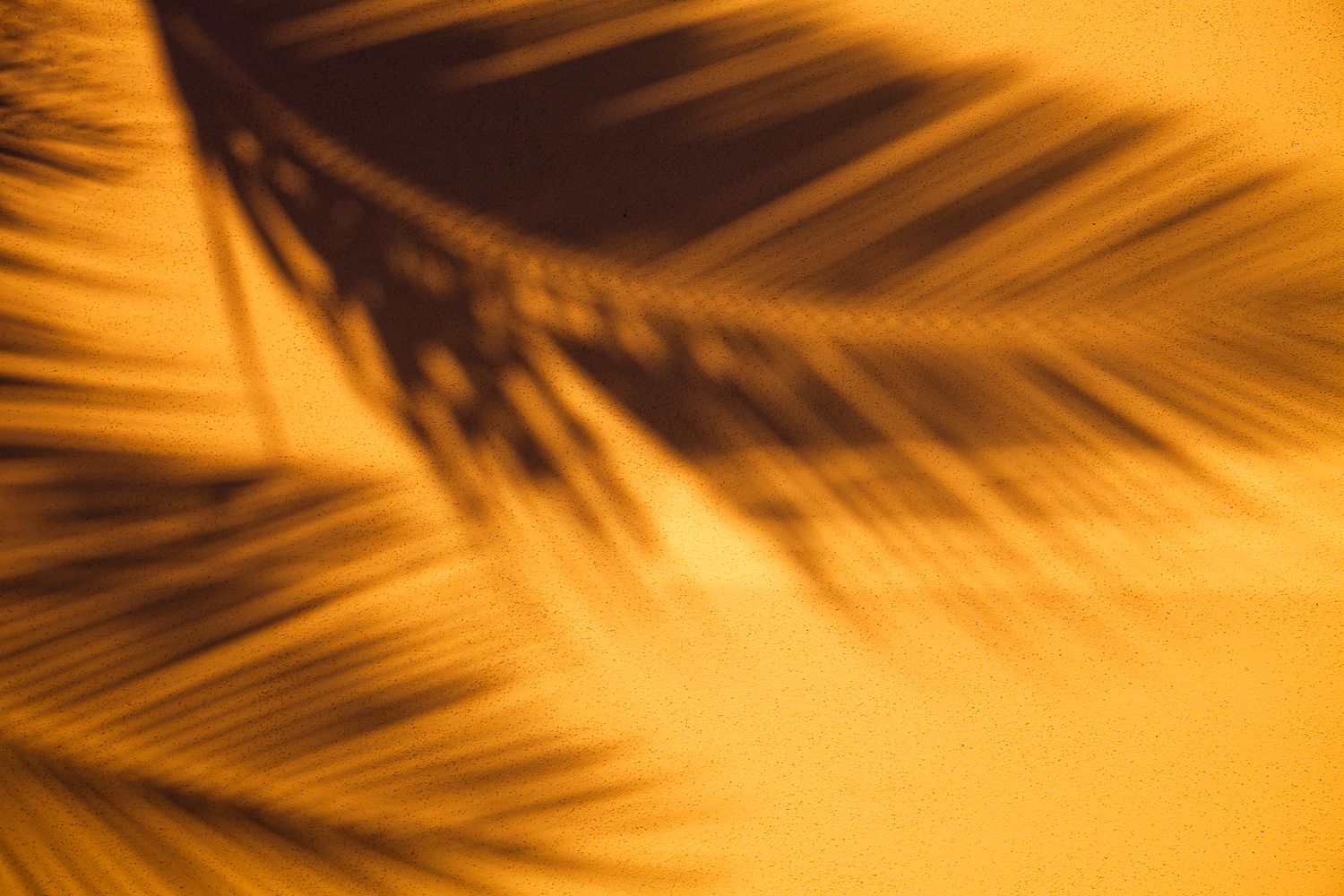 palm-tree-shadow-travel-photographer.jpg