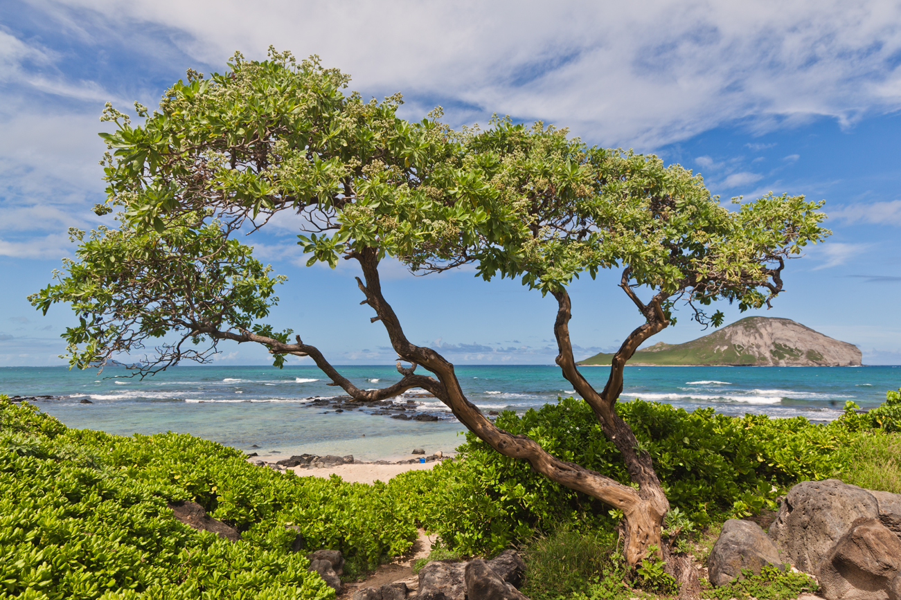 tree-on-hawaiian-beach-travel-photographer.jpg