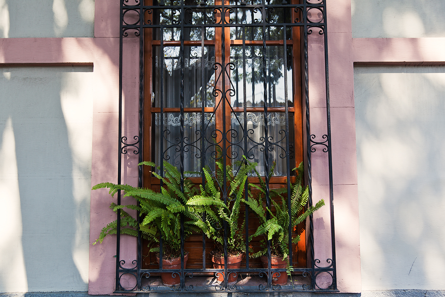 mexico city plants coyoacan.jpg