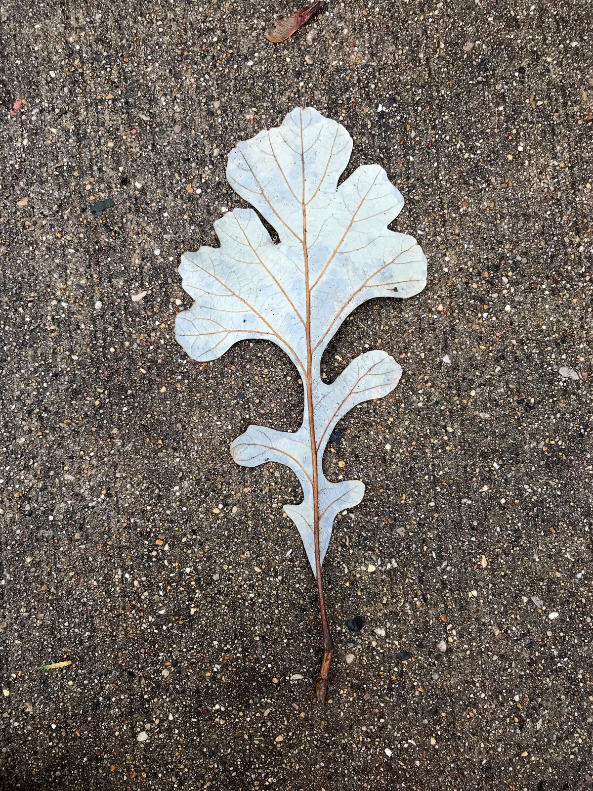 leaf-line-drawing_2020.jpg
